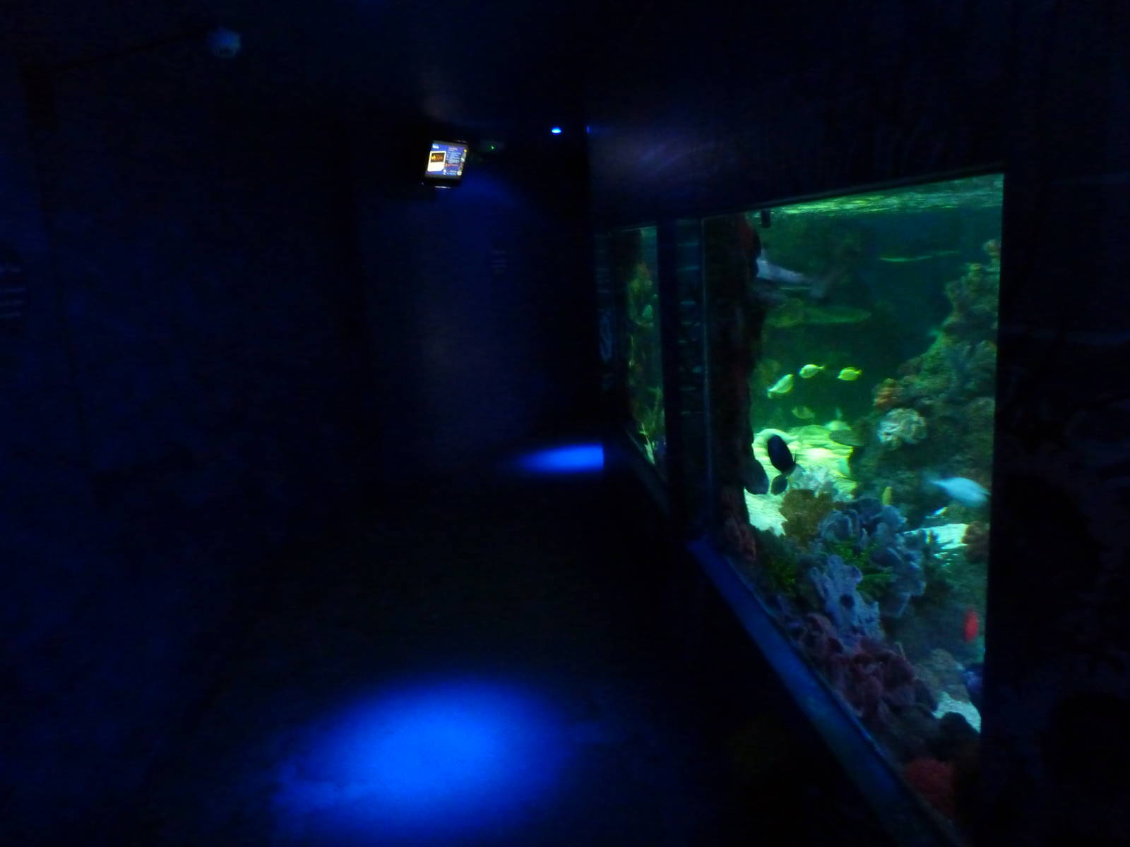 Shark reef viewing windows, 8th Feb 2012