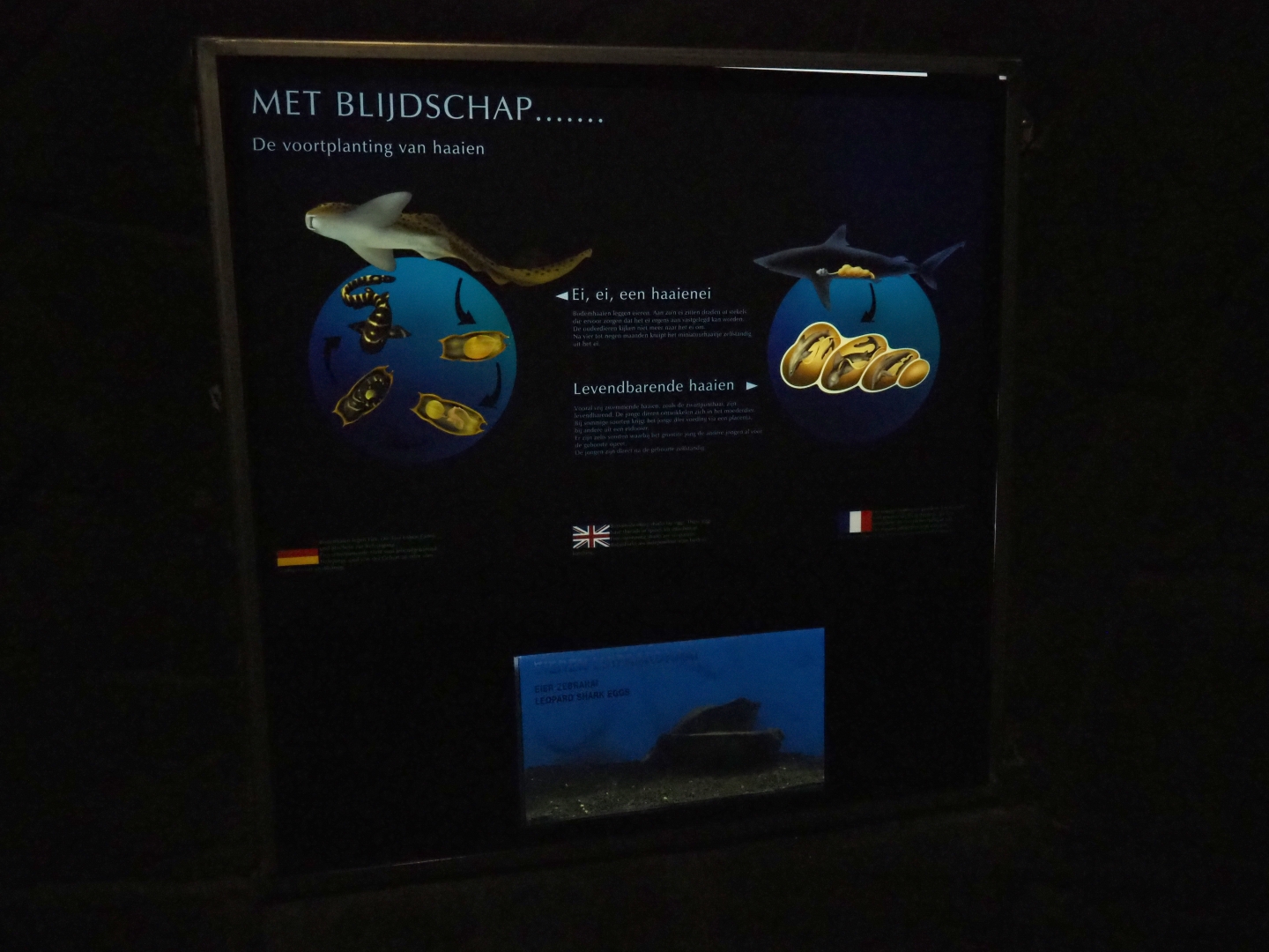 Shark reproduction sign with tank containing zebra shark eggs (Sep 16th, 2018)