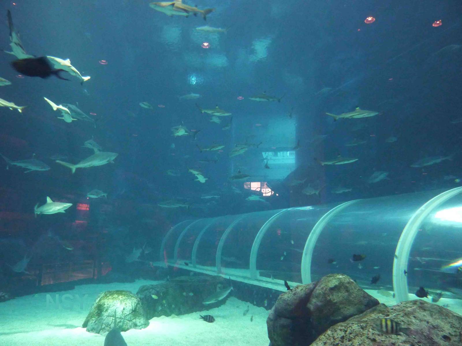 Shark seas, S.E.A. Aquarium, May 2013.