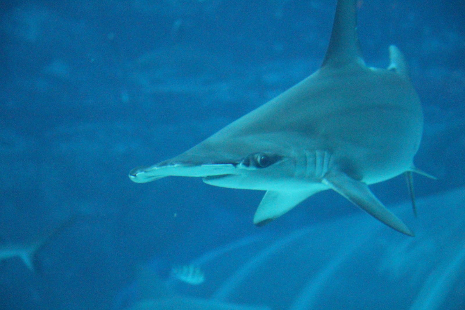 Shark Seas - Scalloped Hammerhead