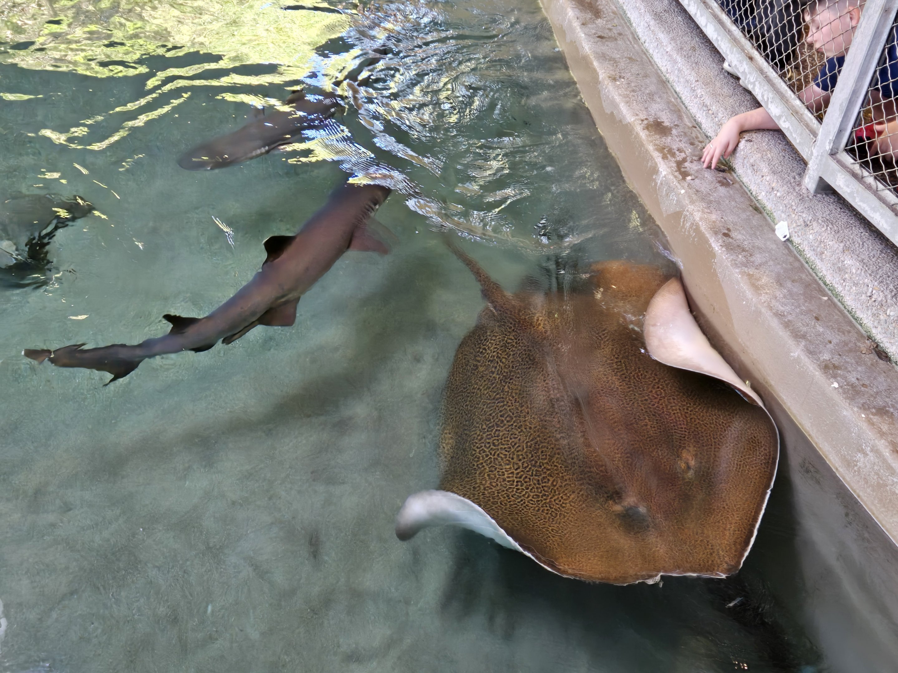 Shark Shallows - whitetip Shark and Whipray