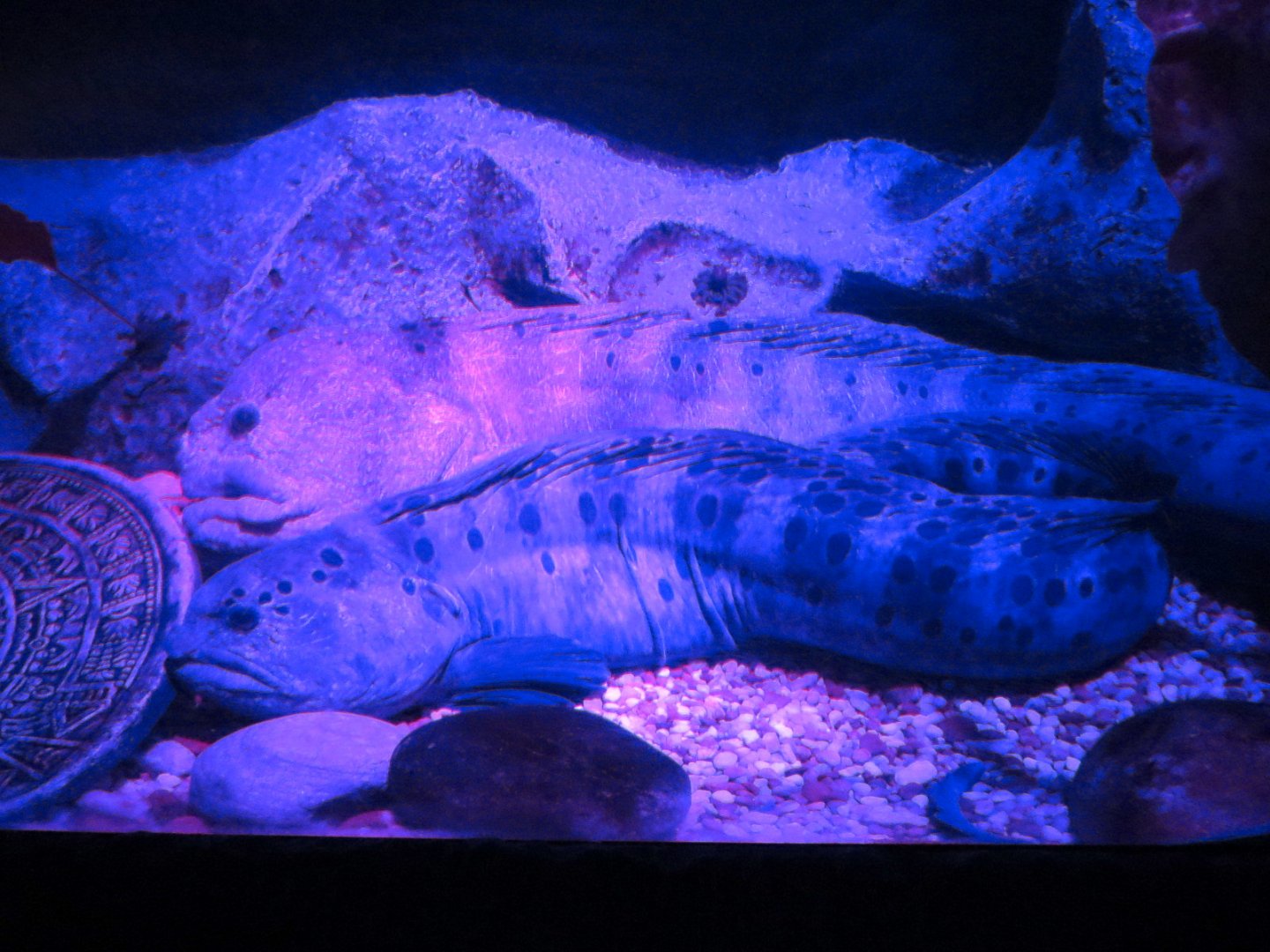 Shark Shipwreck Exhibits - Wolf Eel