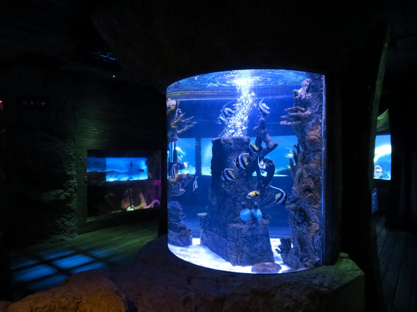 Shark Shipwreck Exhibits