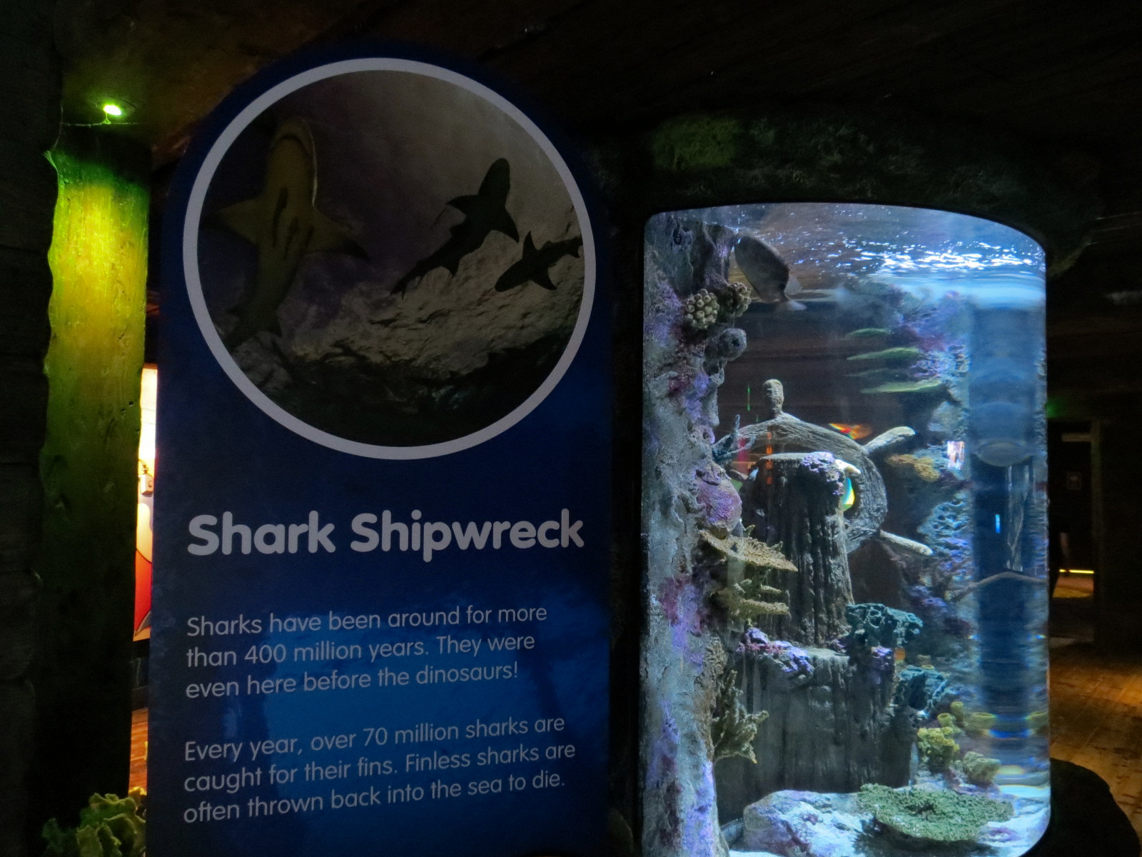Shark Shipwreck Exhibits