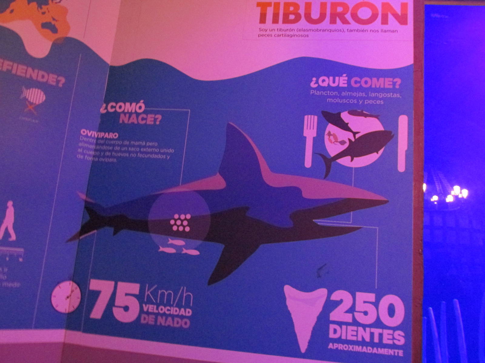 shark sign acuario inbursa