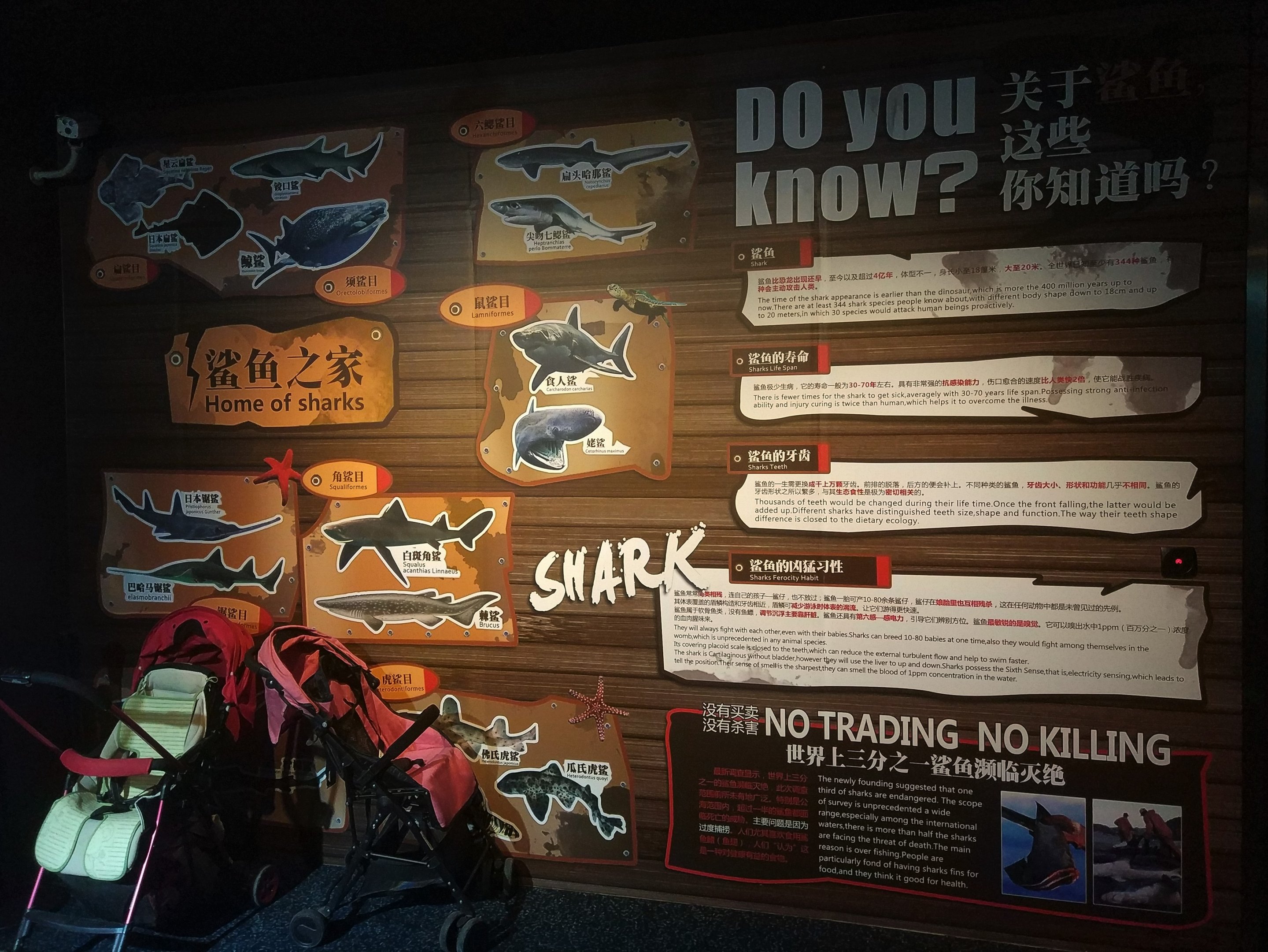 Shark Signage