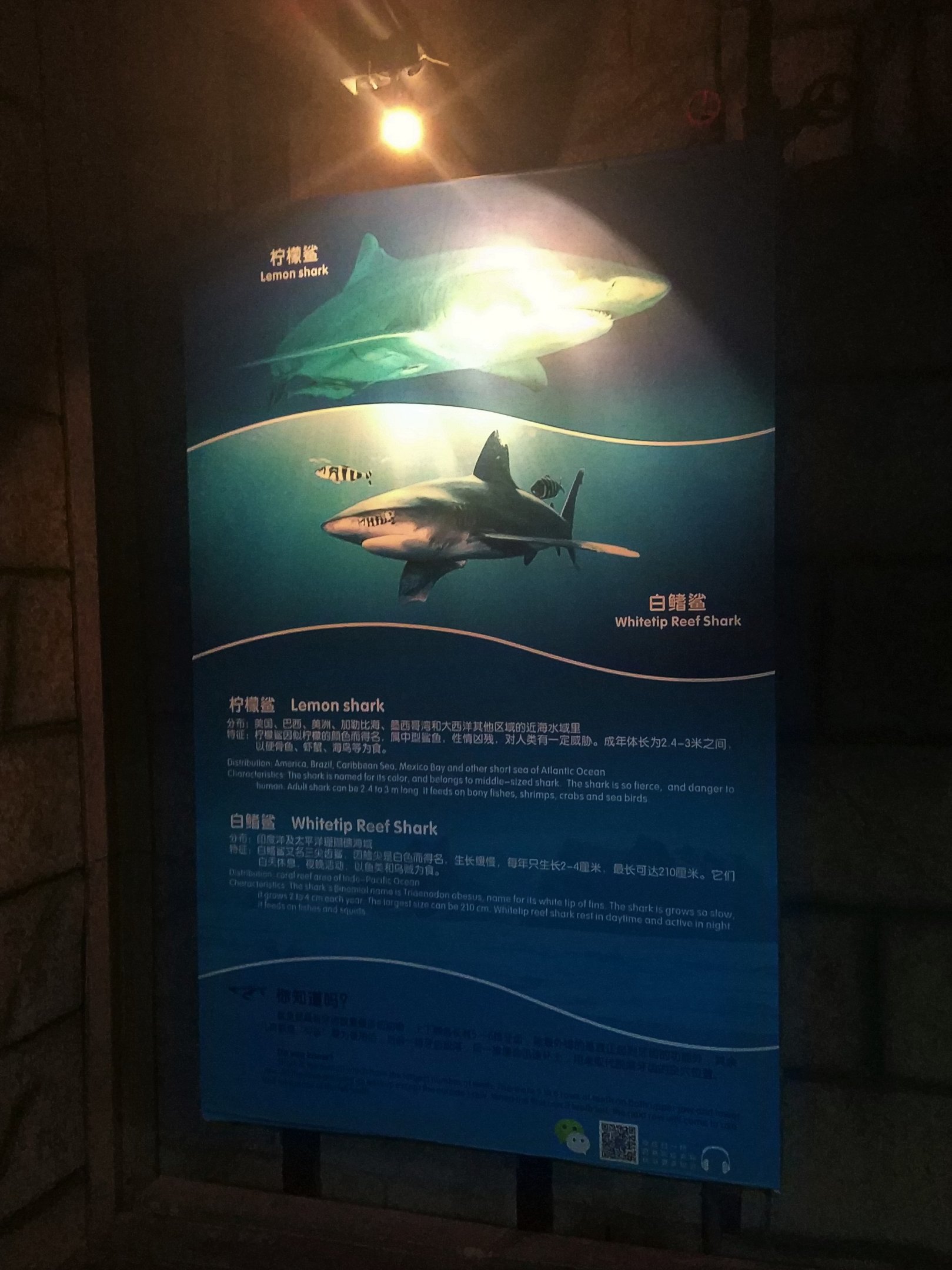 Shark Signage