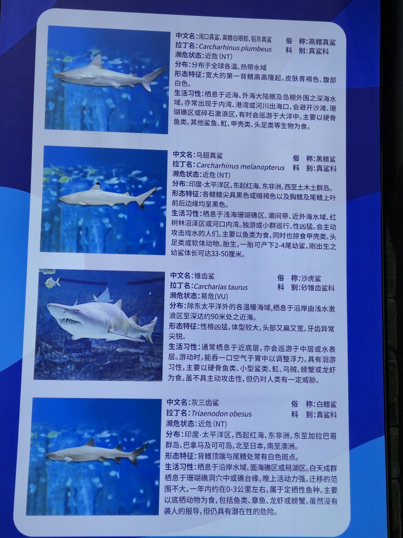 Shark Signage