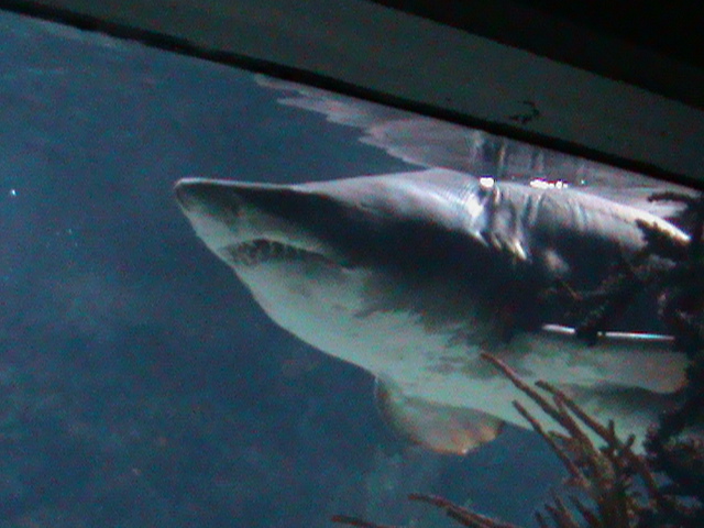 shark species 030910