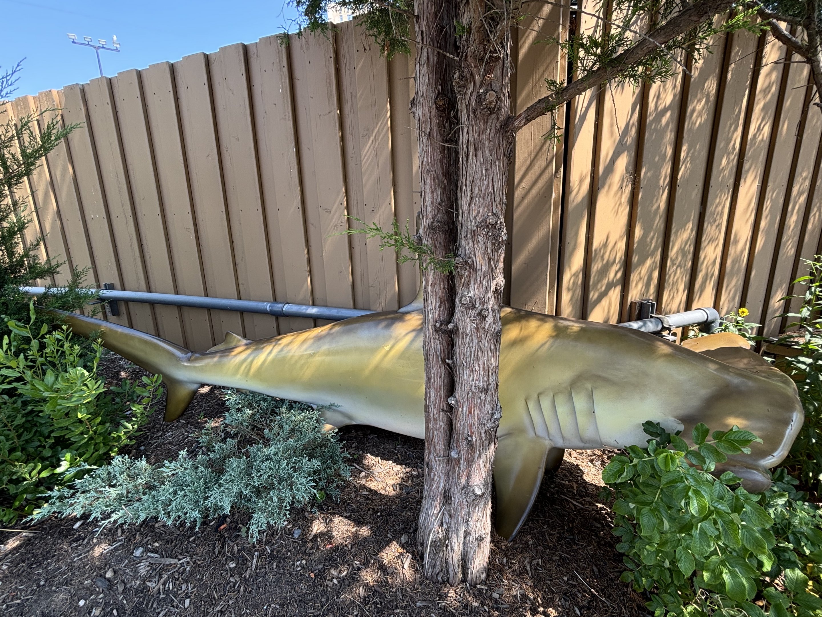 Shark Statue