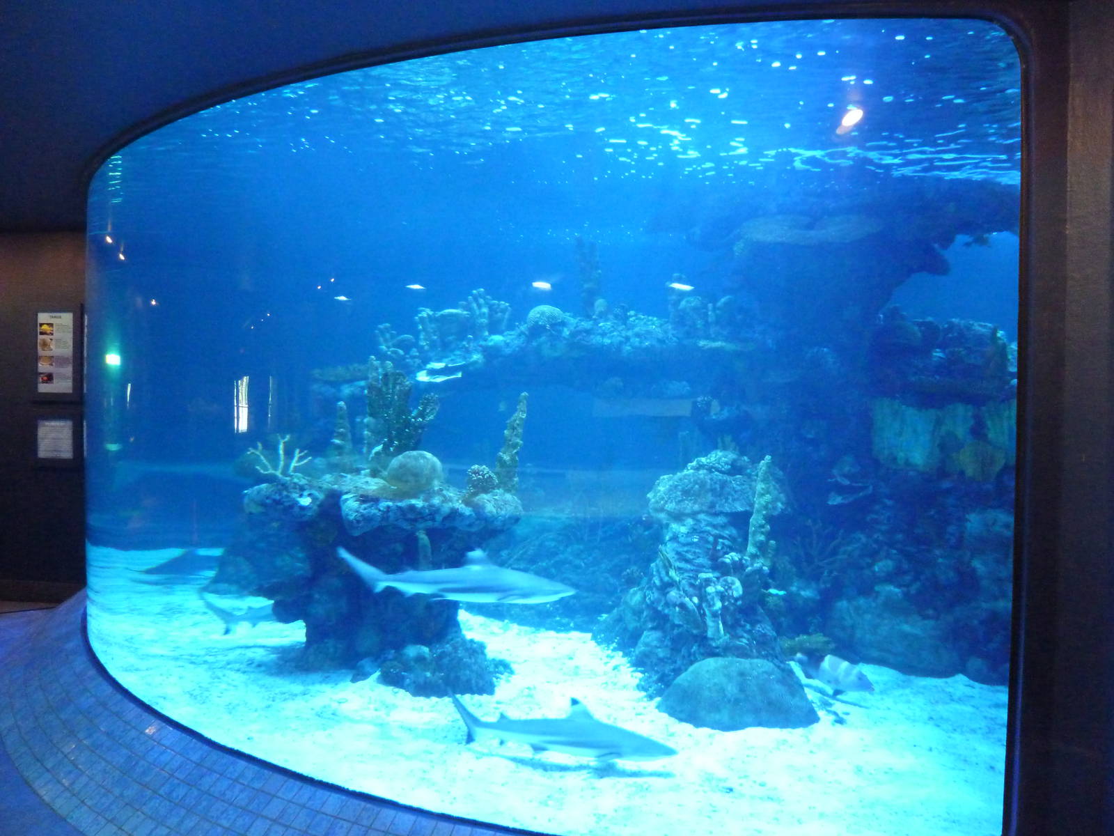 Shark Tank (3 Species)