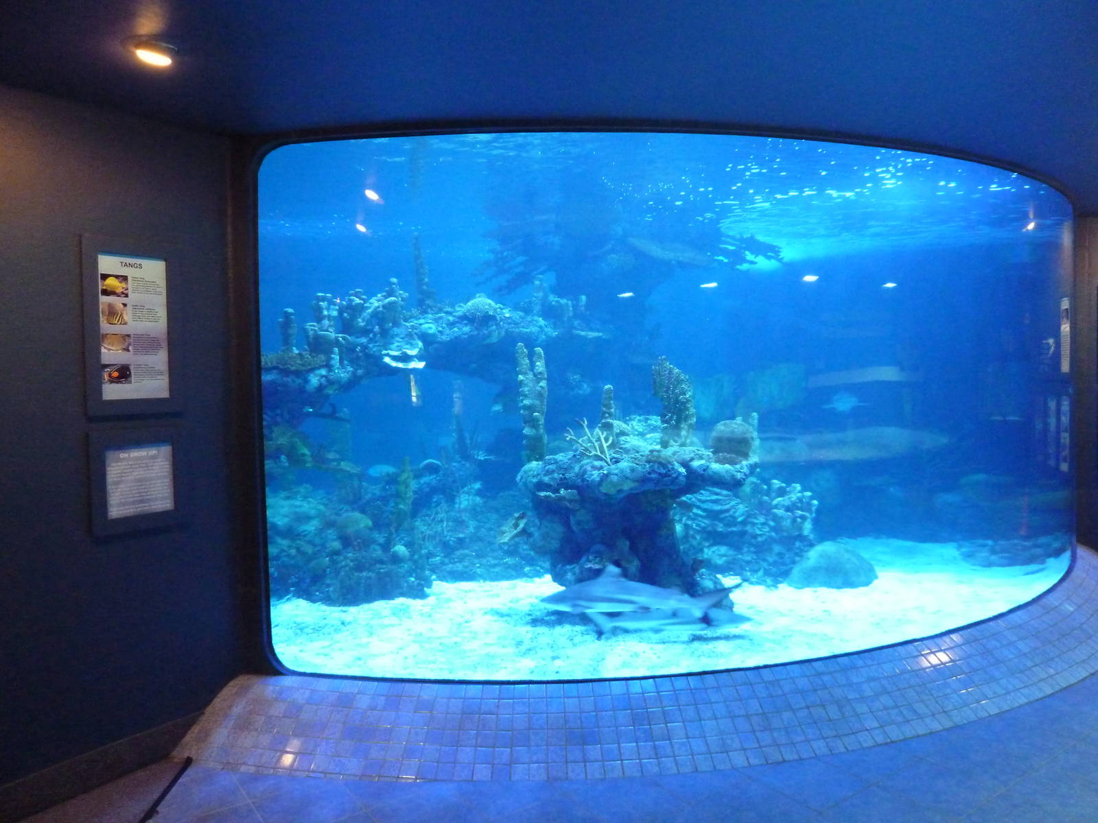 Shark Tank (3 Species)