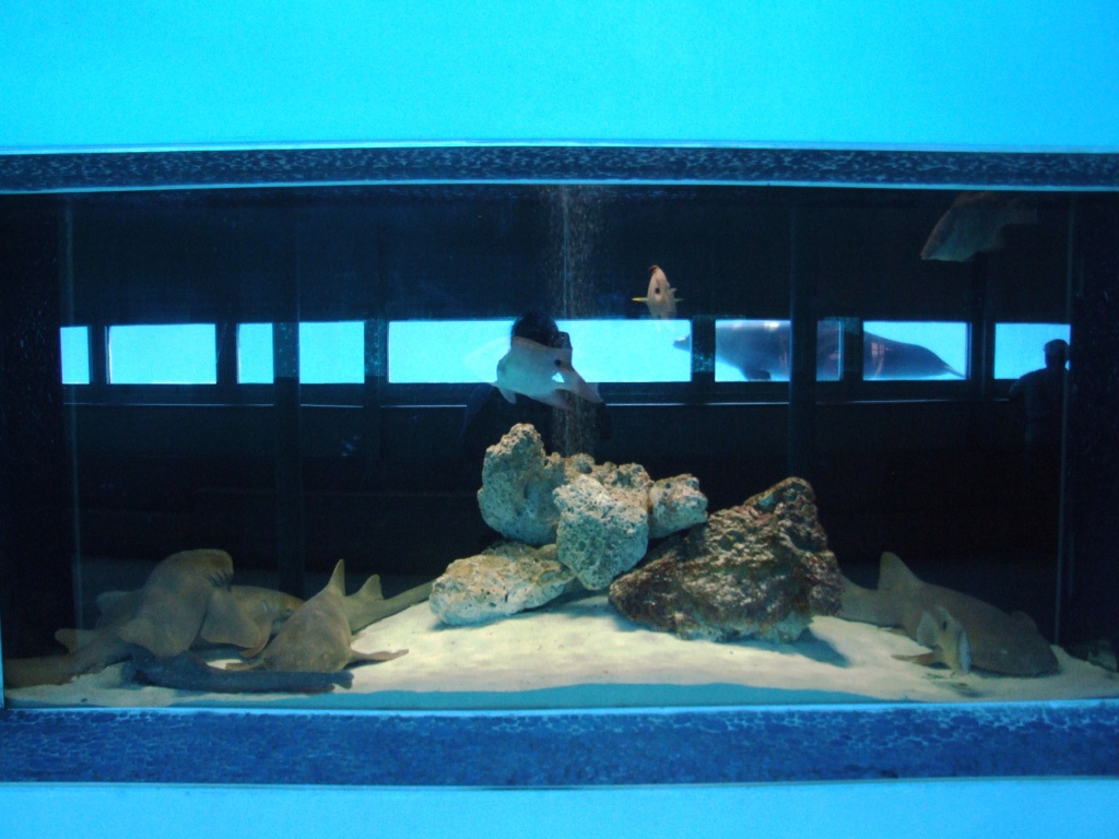 Shark Tank at Miami Seaquarium, 16/10/13
