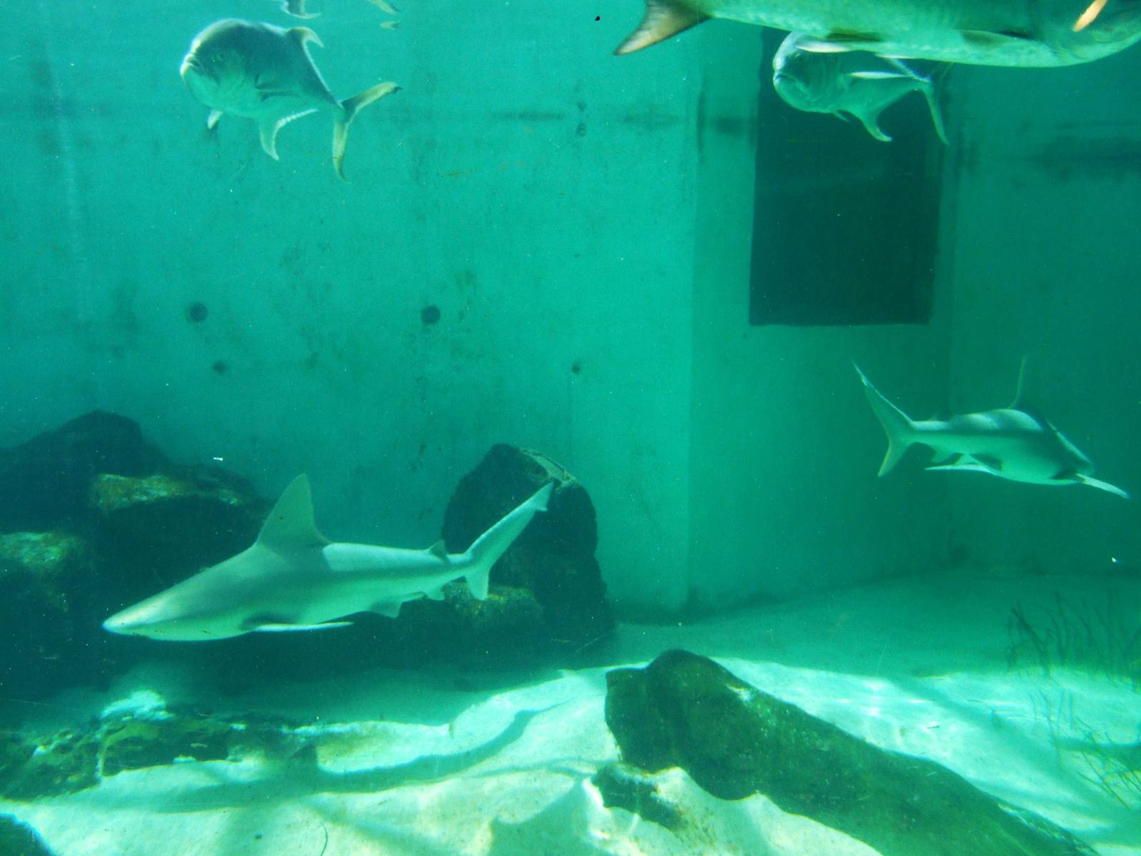 Shark Tank at Mote, 07/10/13