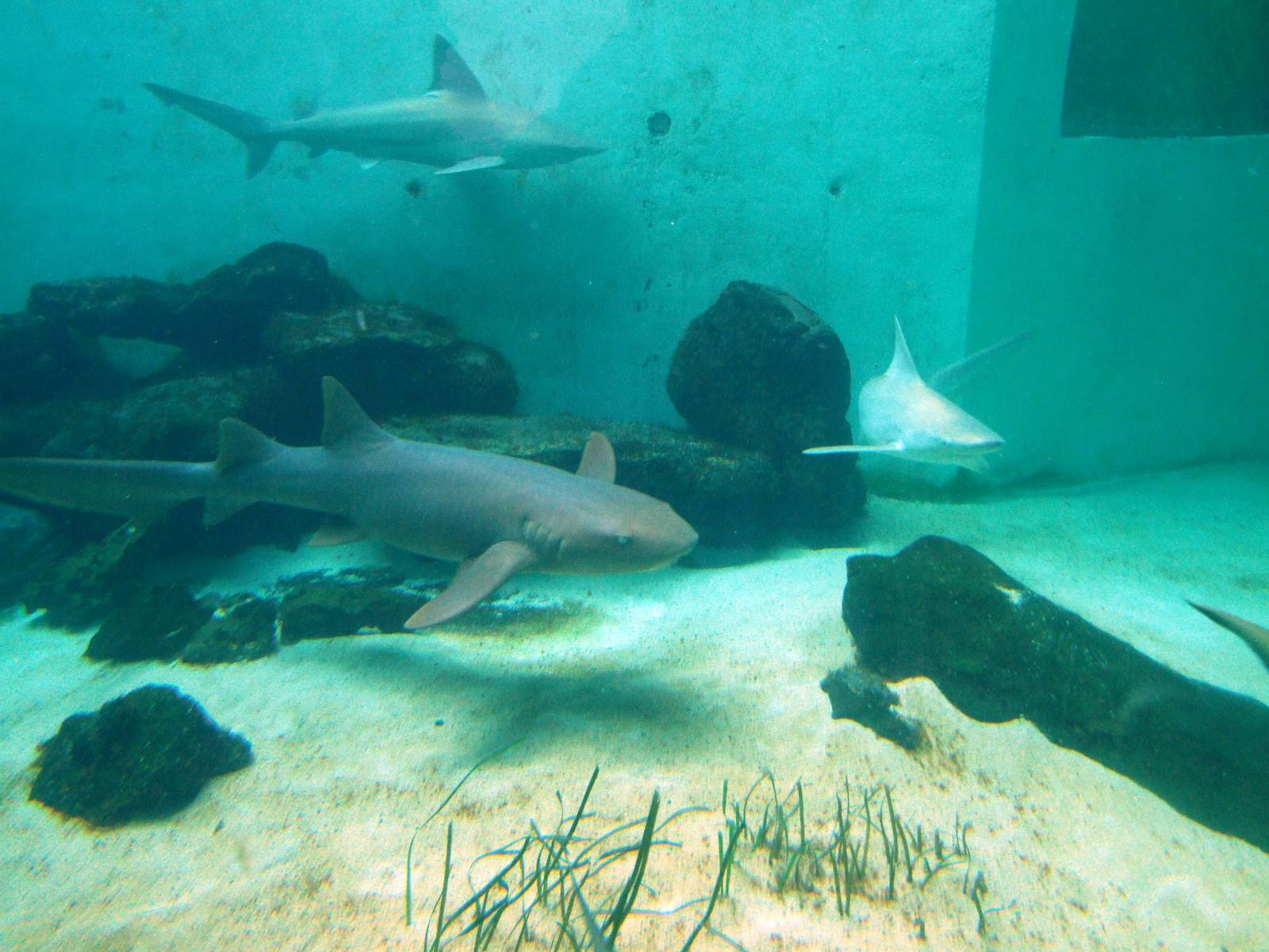 Shark Tank at Mote, 07/10/13