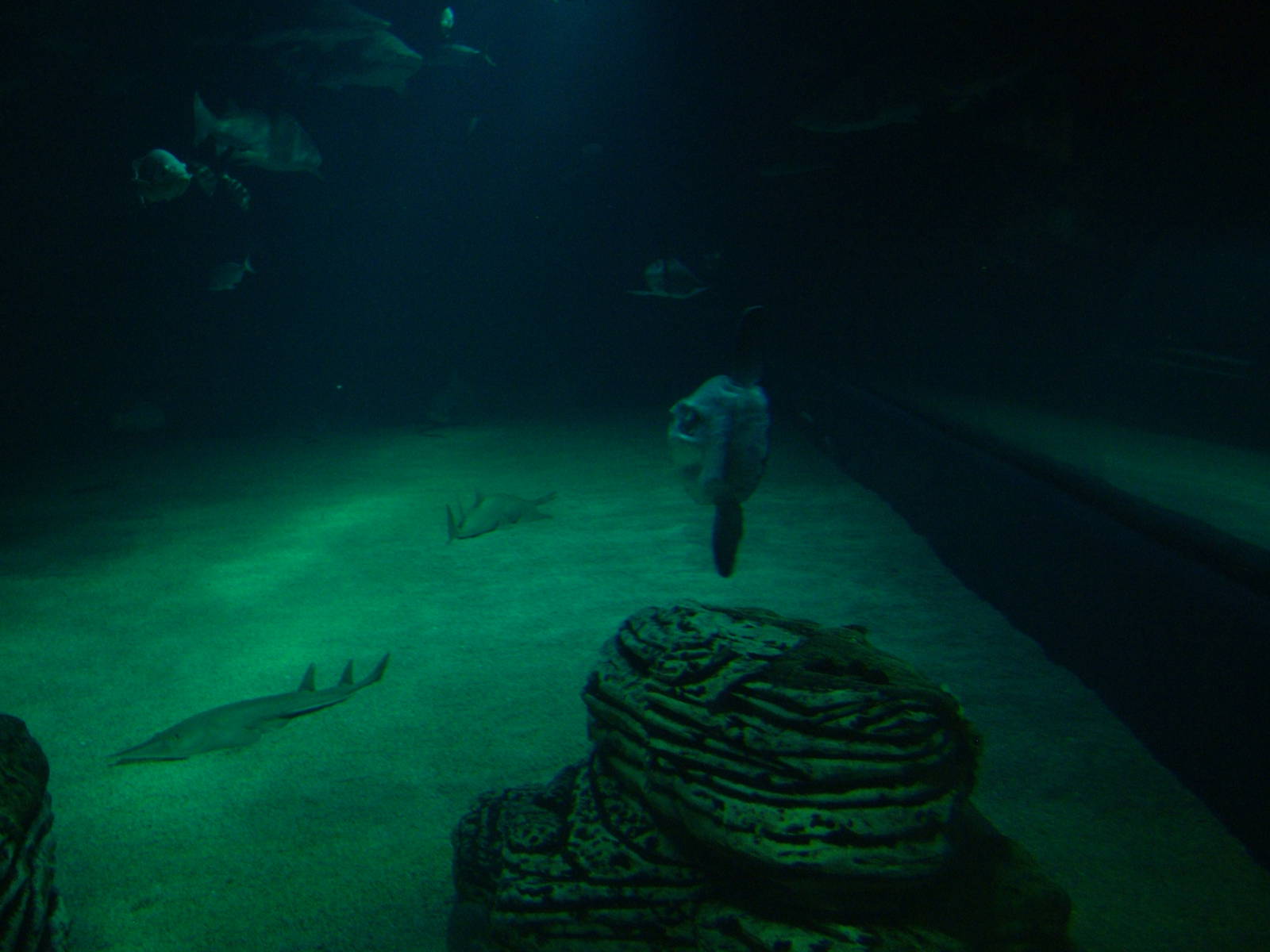 Shark Tank at Oceanografic, 29/05/11