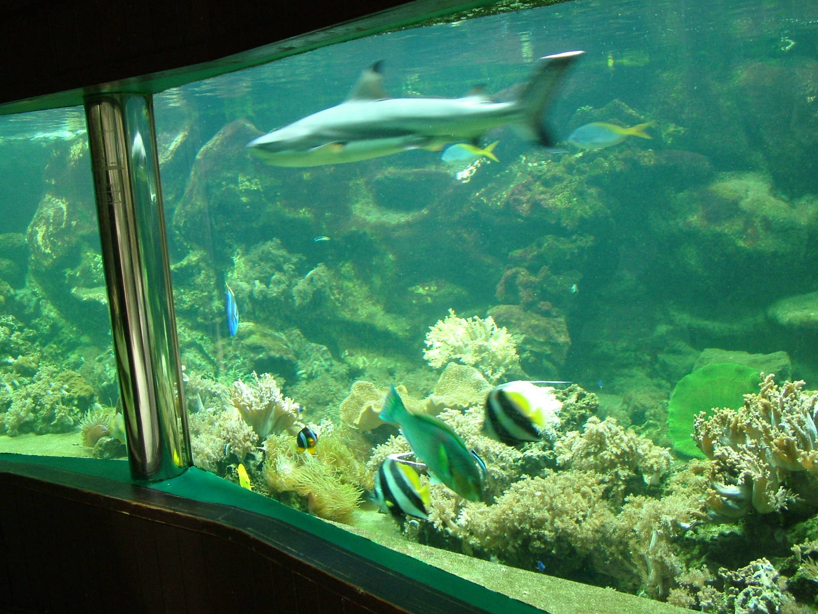 Shark Tank at Olomouc 30/05/09