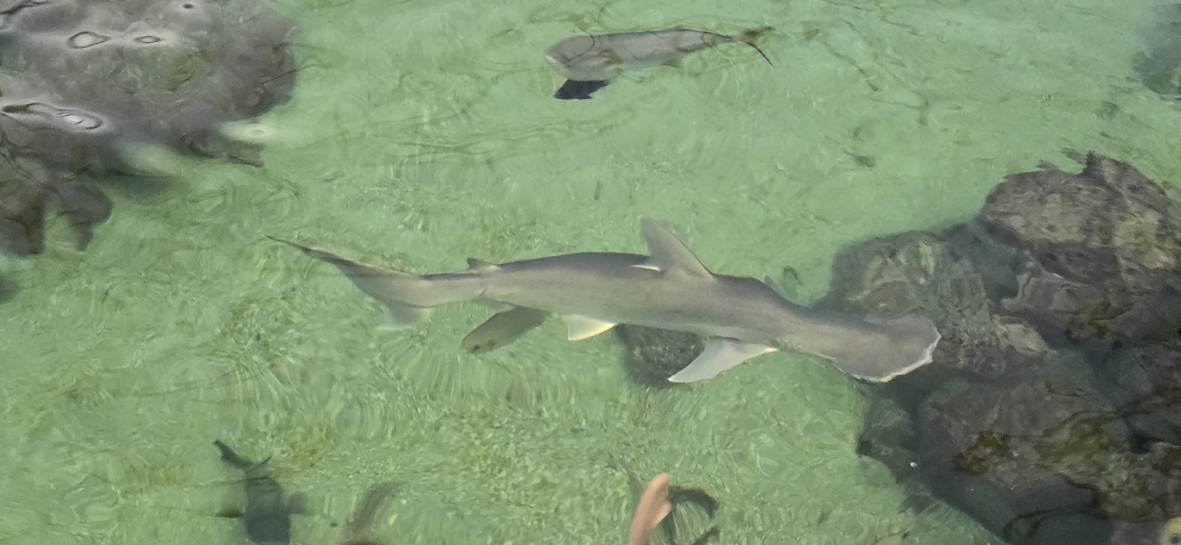 Shark tank - bonnet head shark