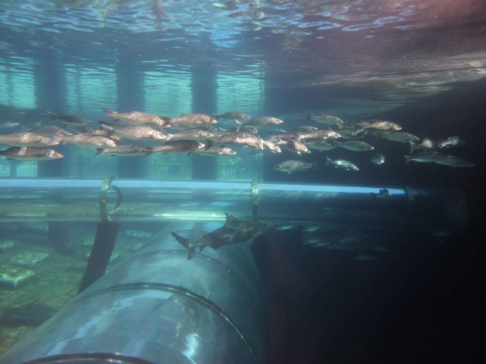 Shark tank, December 2012