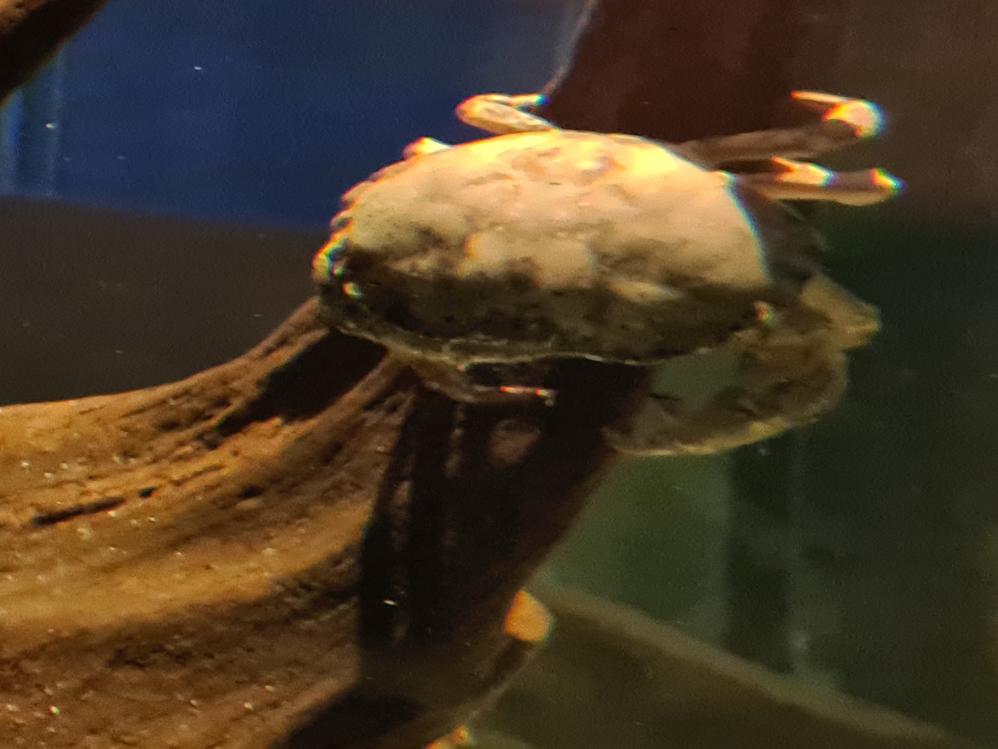 Shark tank - Edible crab