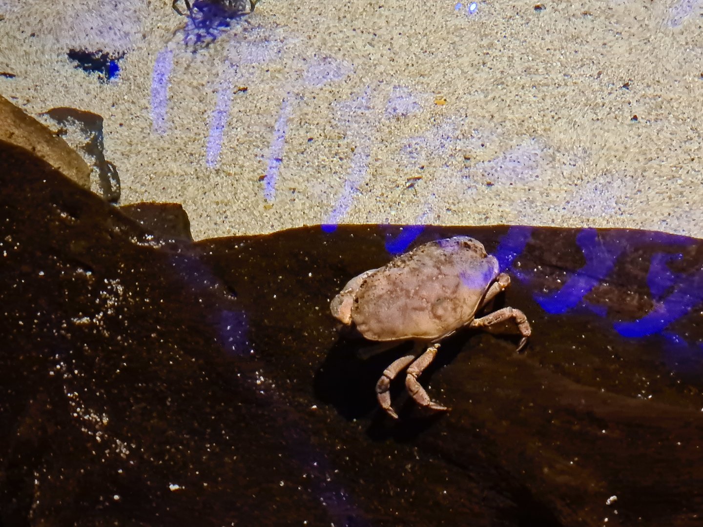 Shark tank - Edible crab