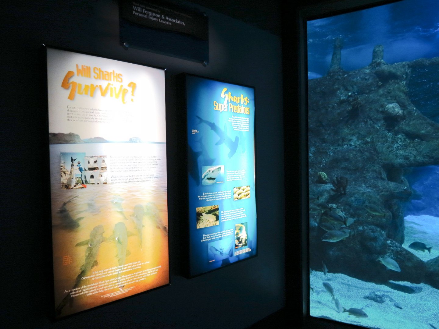Shark Tank Exhibit - Wall Graphics