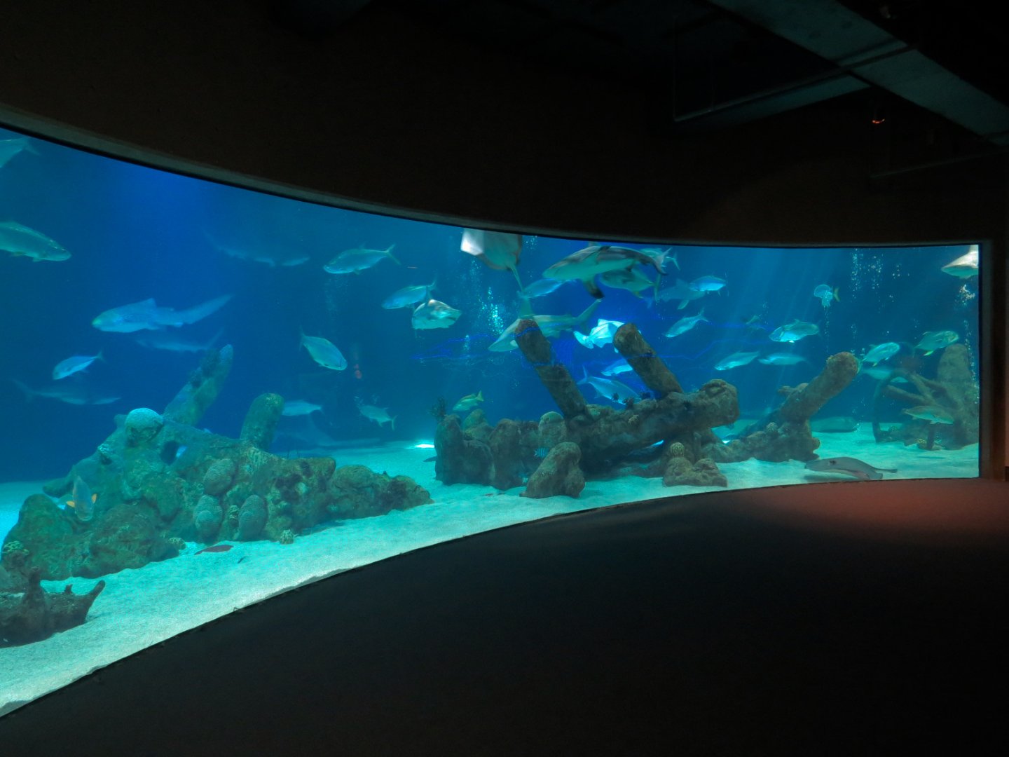 Shark Tank Exhibit