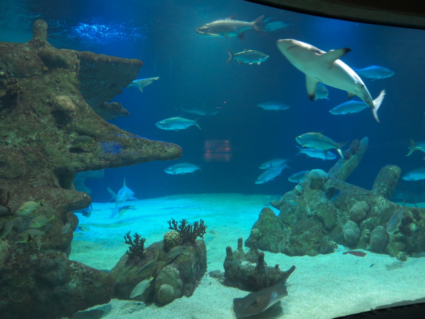 Shark Tank Exhibit