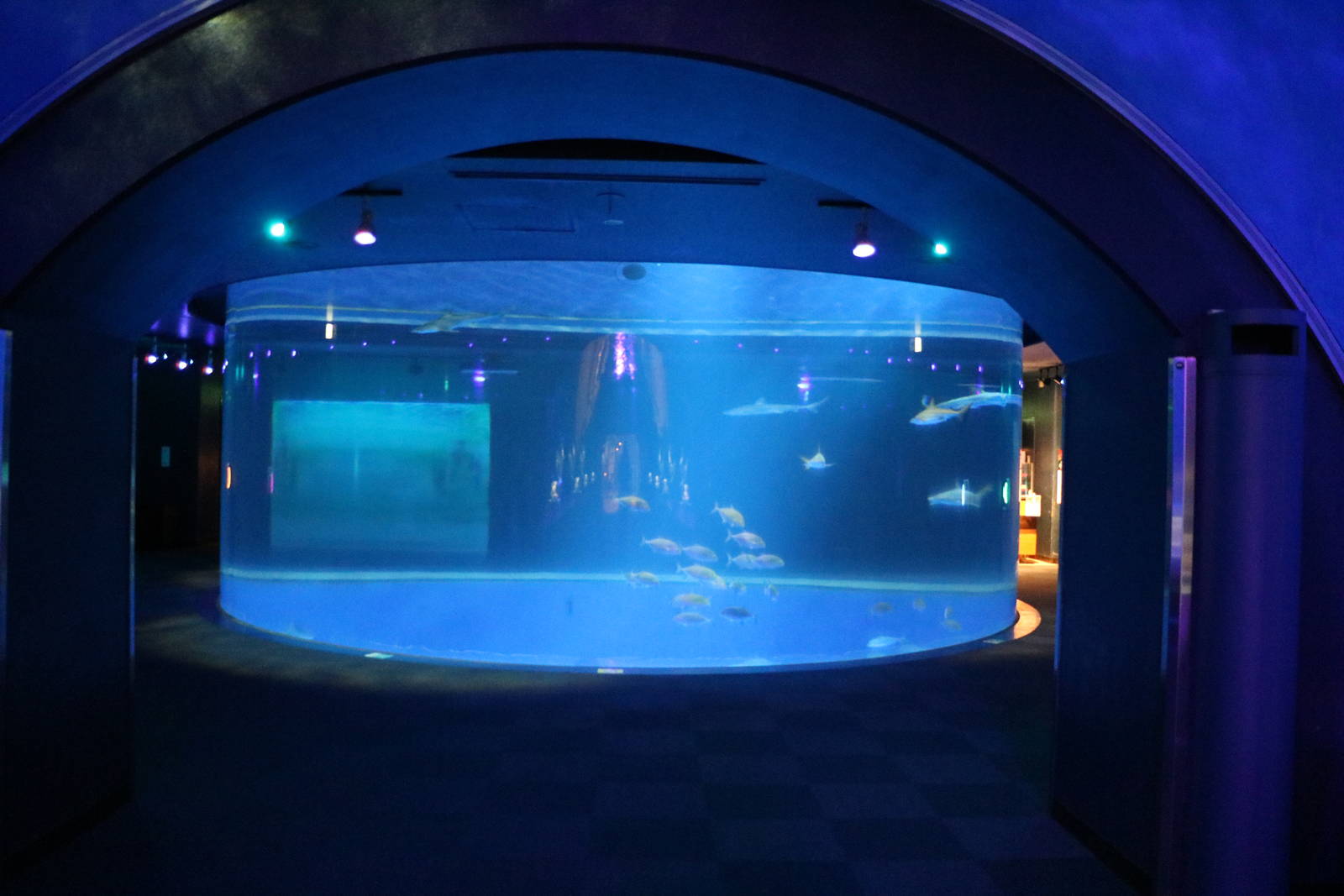 Shark tank, February 2016