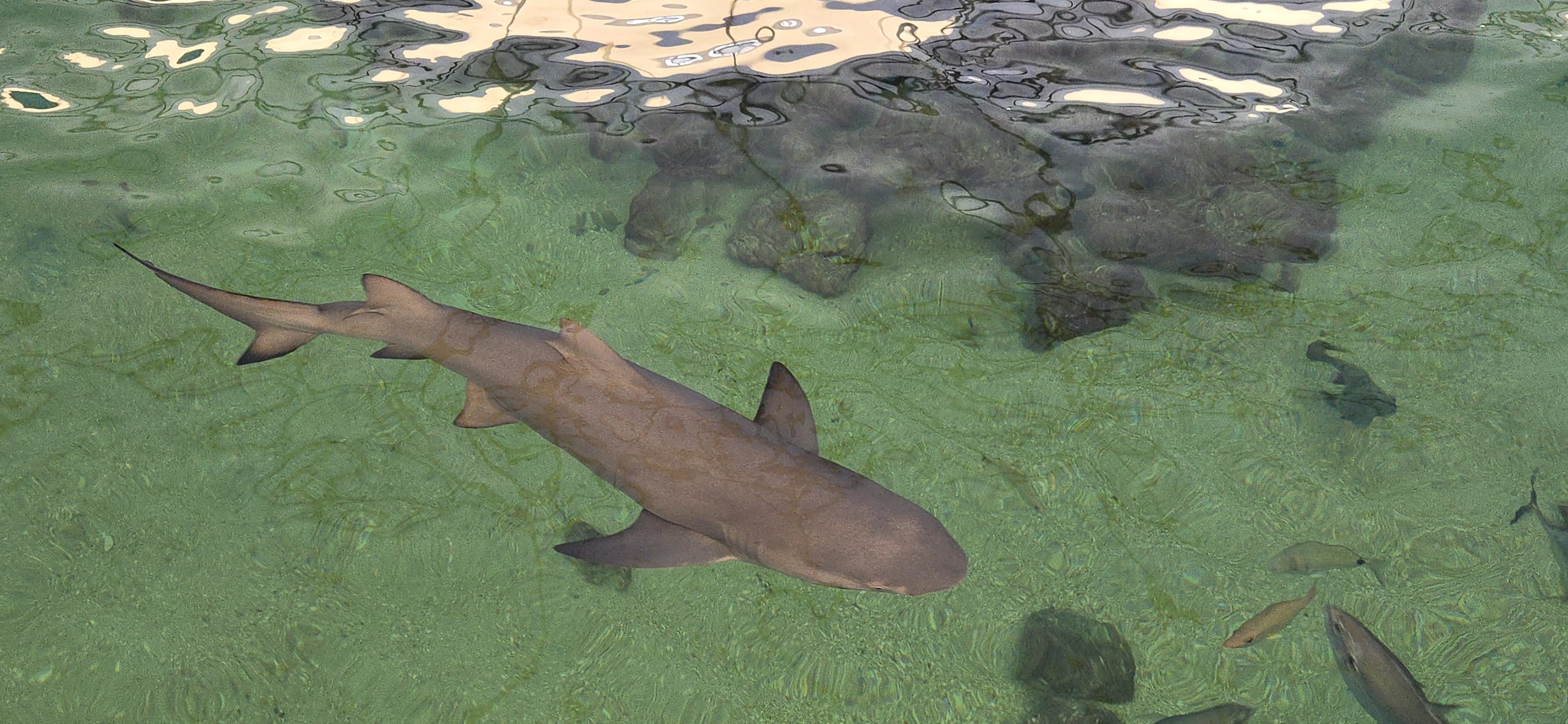 Shark tank (from above) - Lemon shark