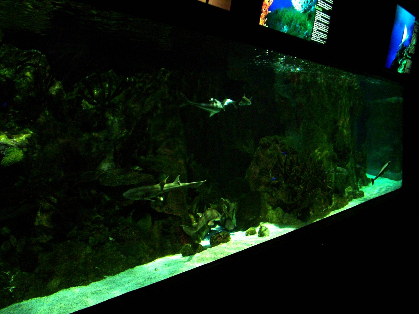 Shark Tank in Venom at Faunia, 27/05/11