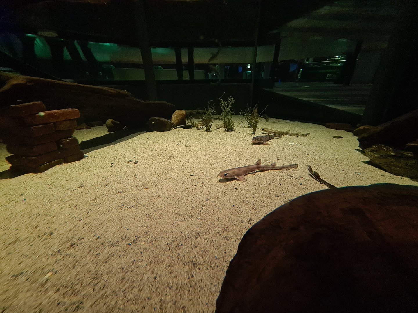 Shark tank - Interior