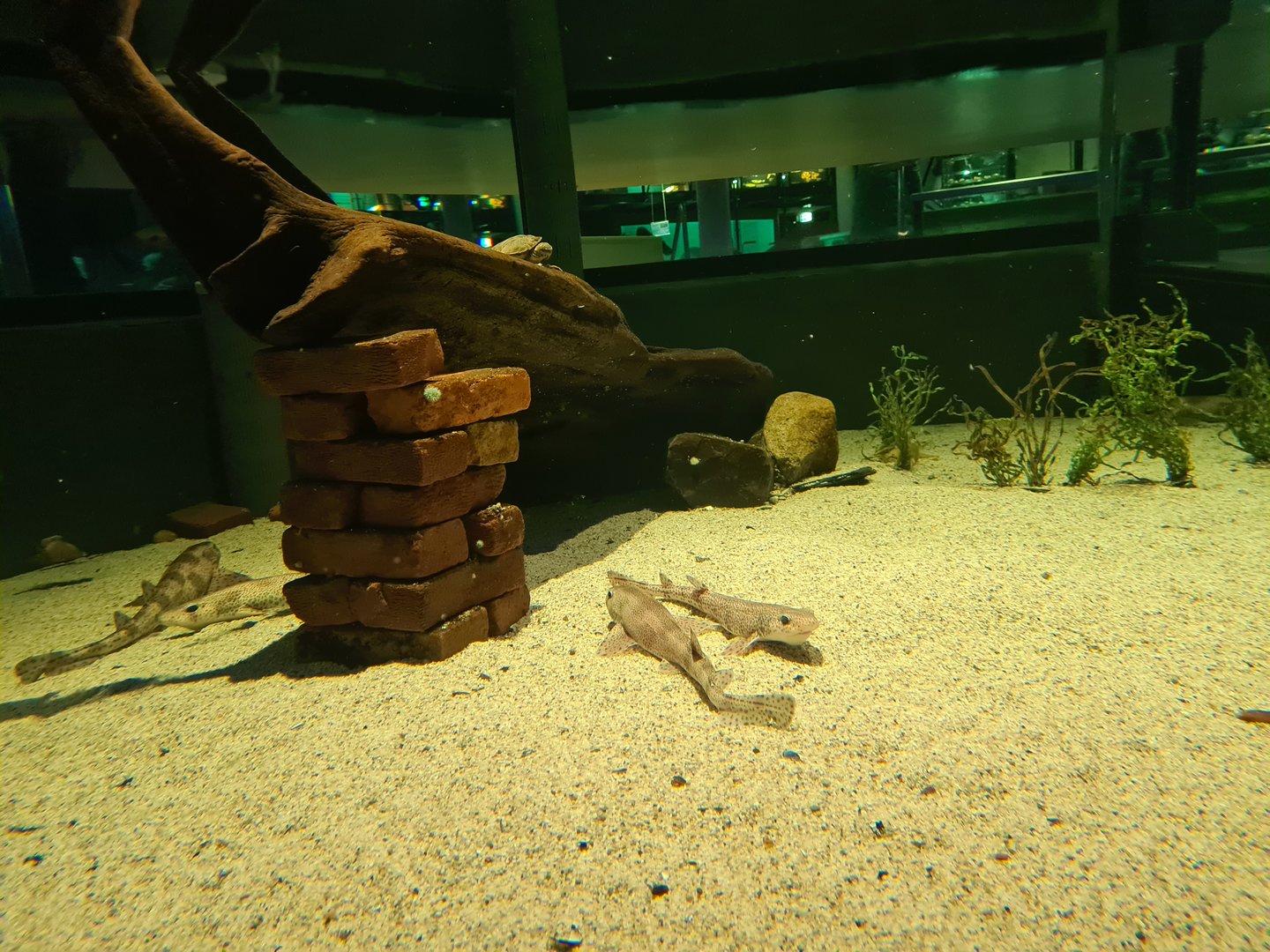 Shark tank - Interior