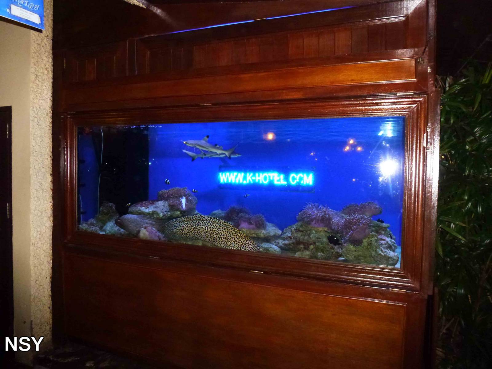 Shark tank, June 2013.