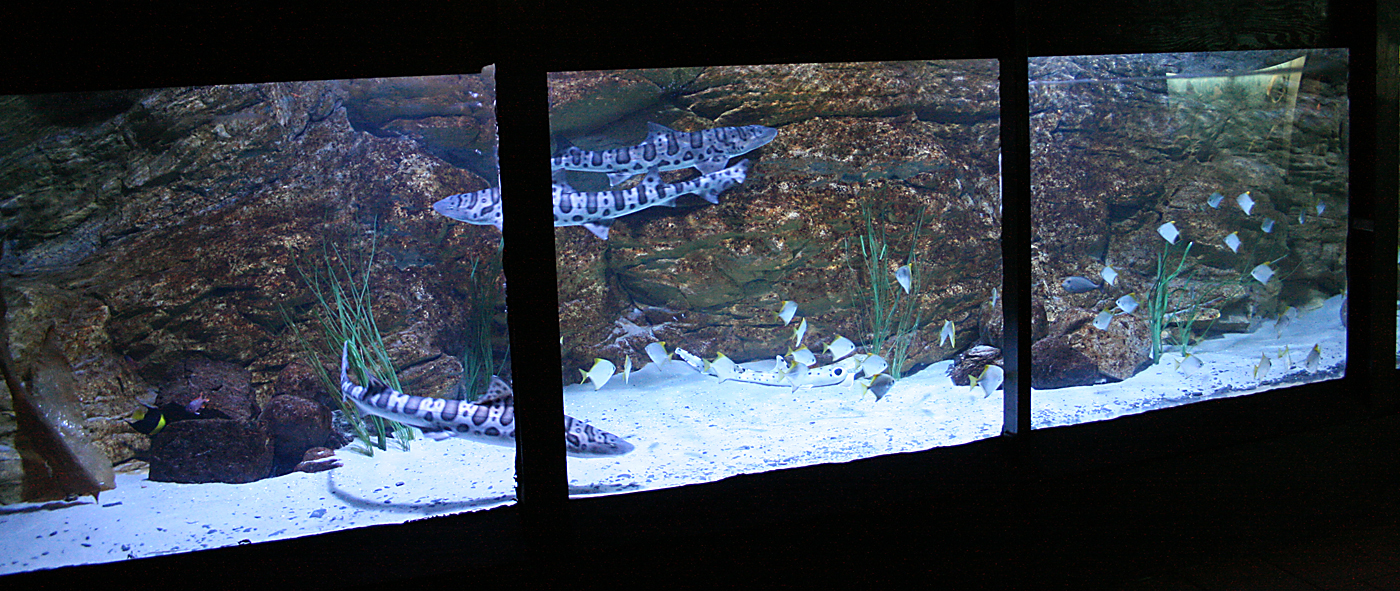 Shark tank - Kolmårdens Tropicarium