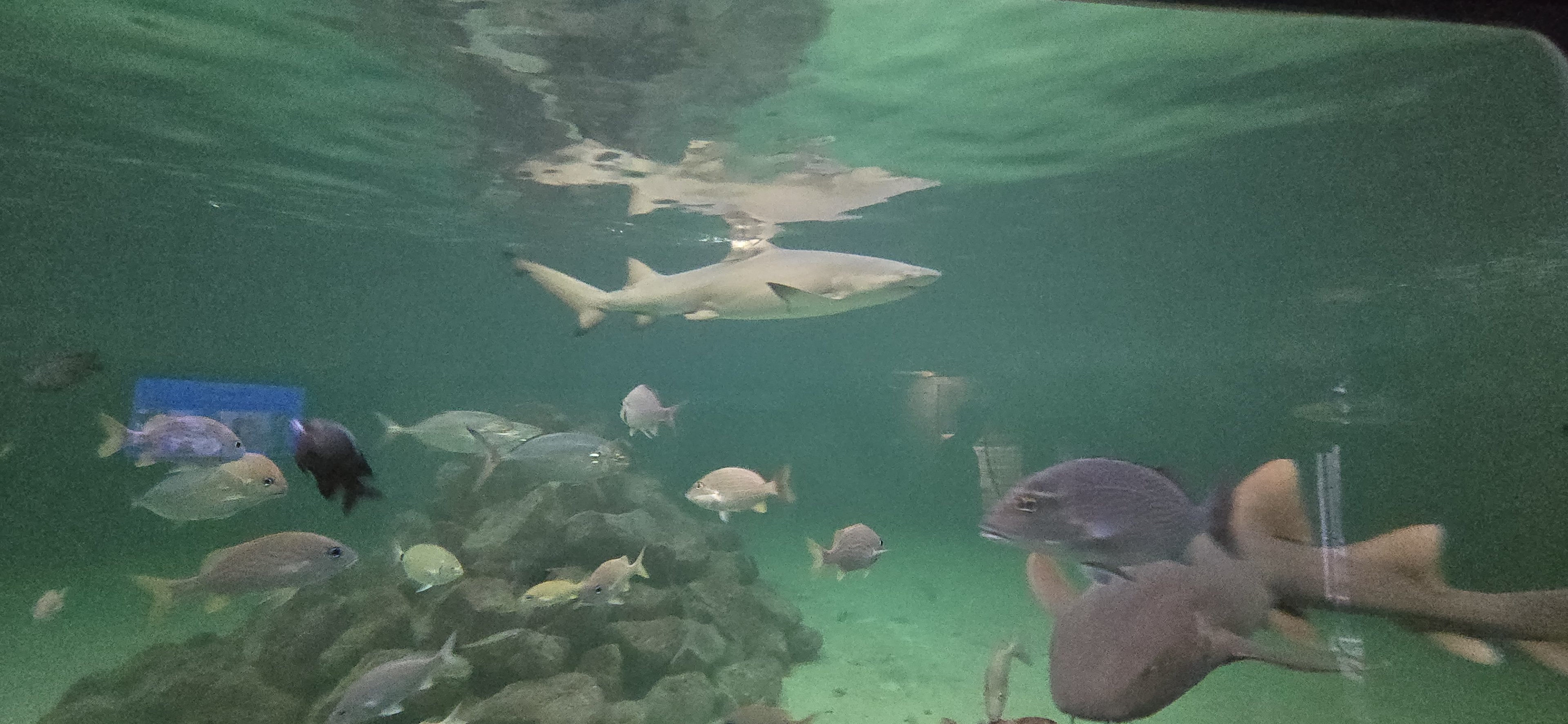 Shark tank - Lemon shark