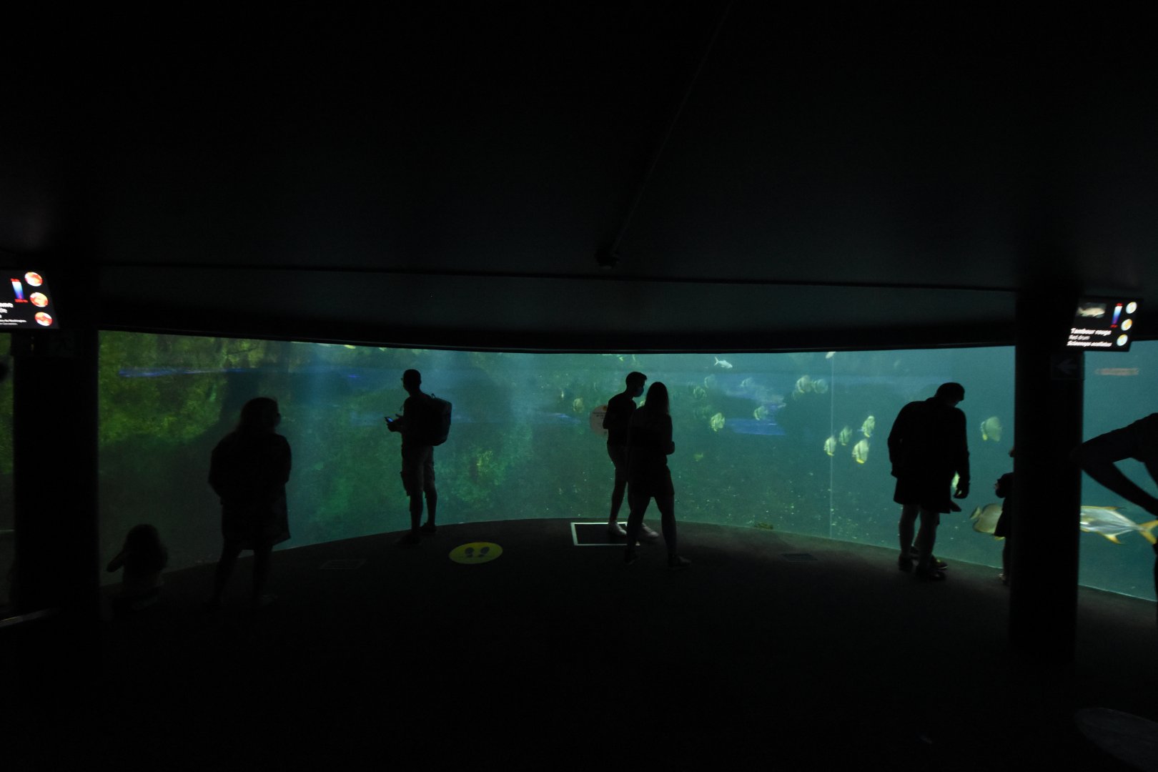 Shark tank lower view