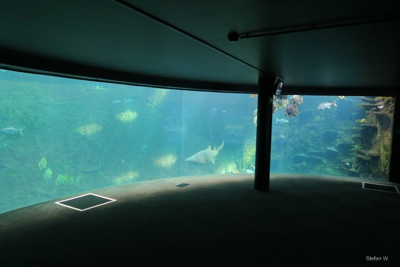 Shark tank lower view