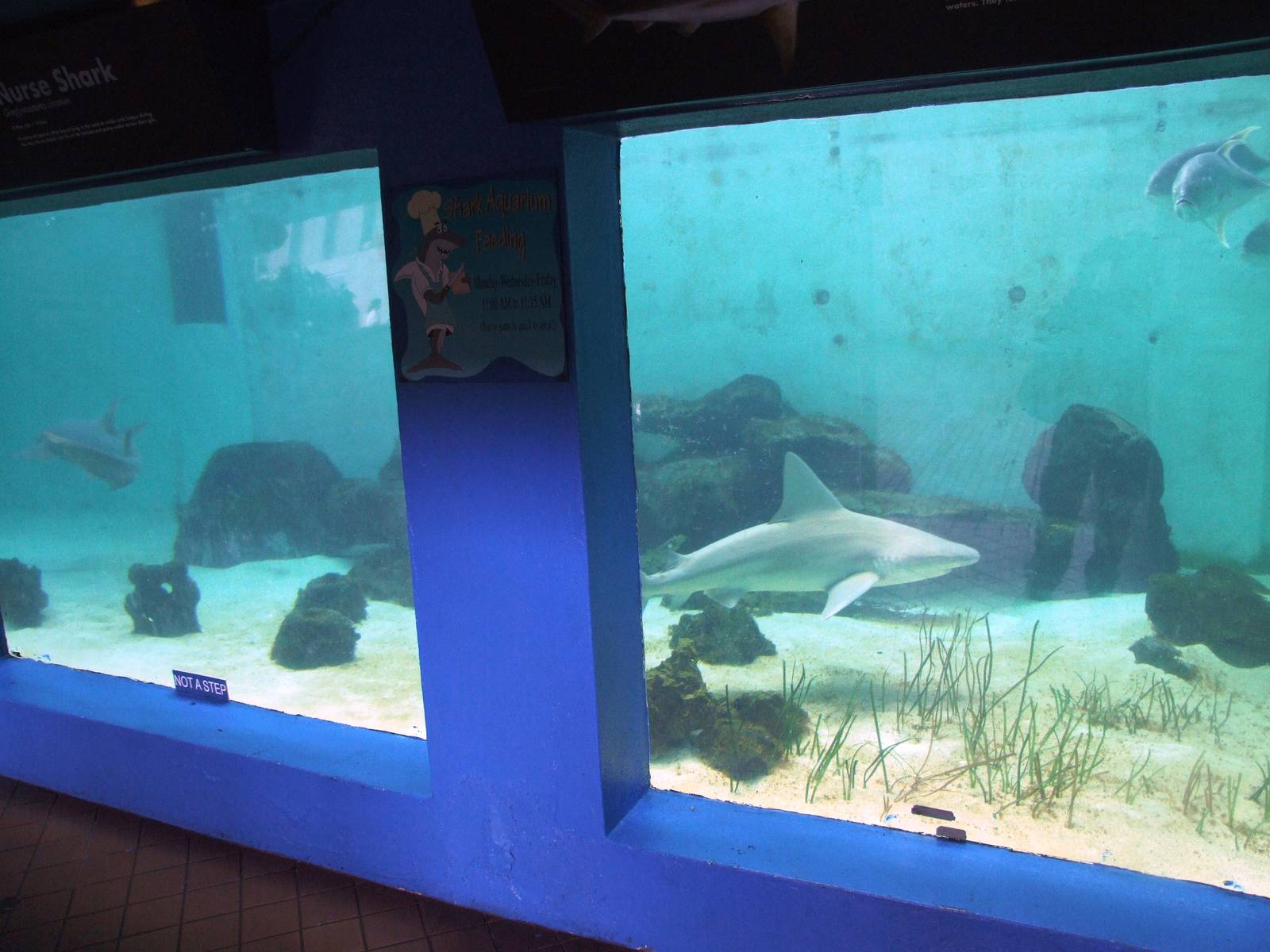 Shark Tank Lower Viewing at Mote, 07/10/13