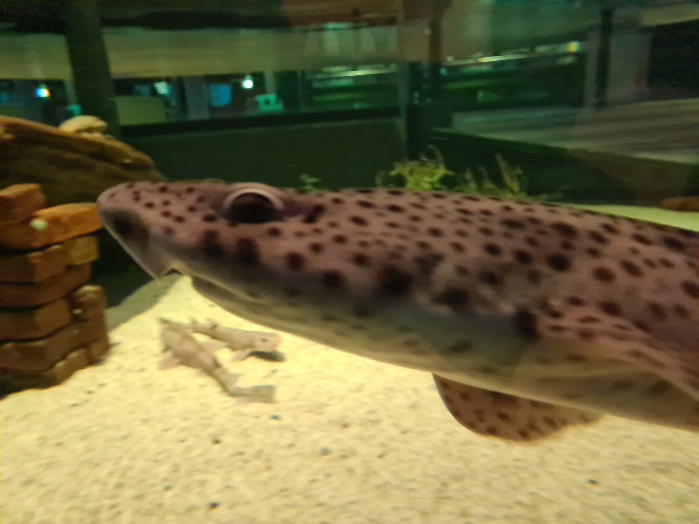 Shark tank - Nursehound