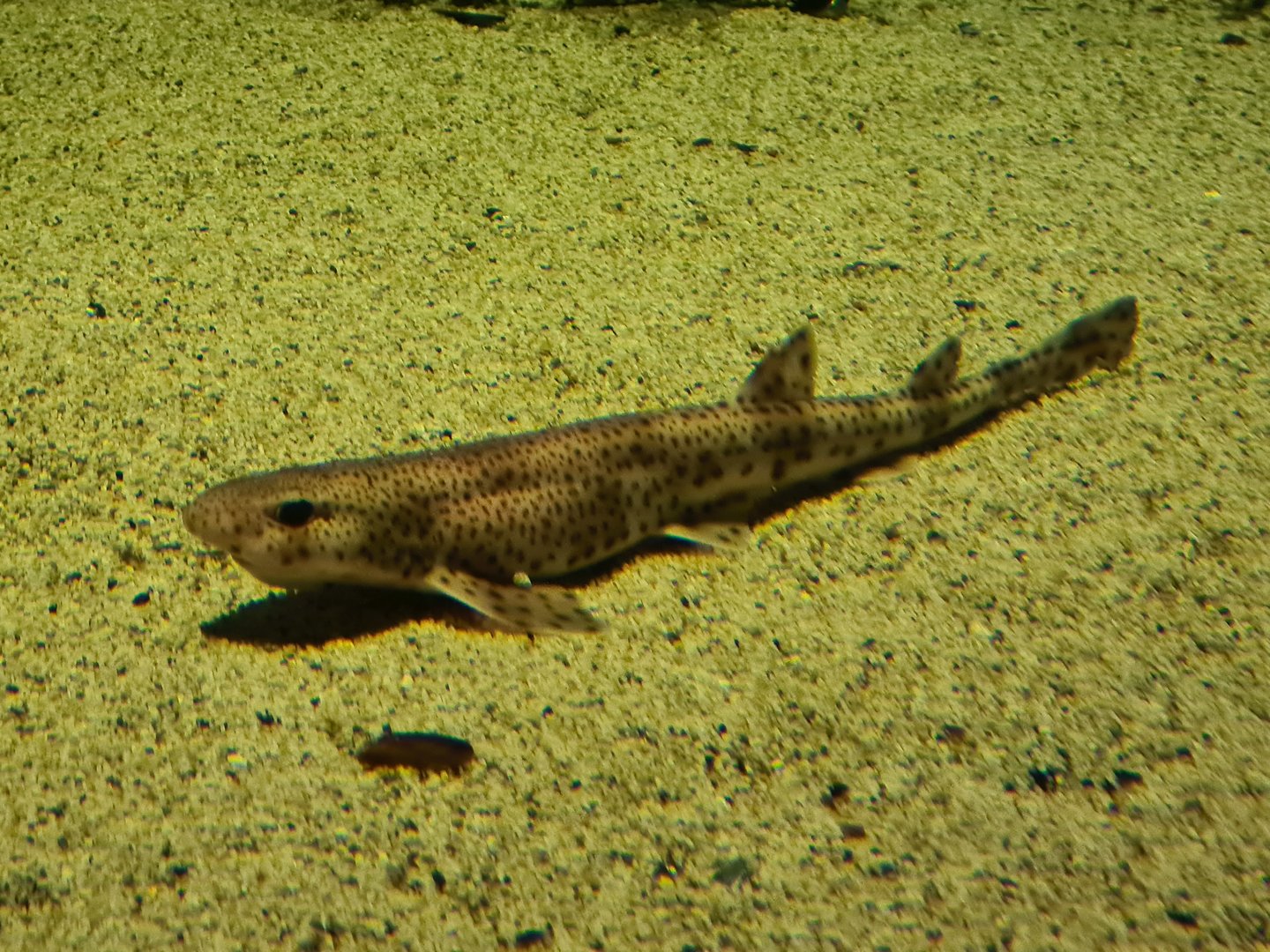 Shark tank - Nursehound