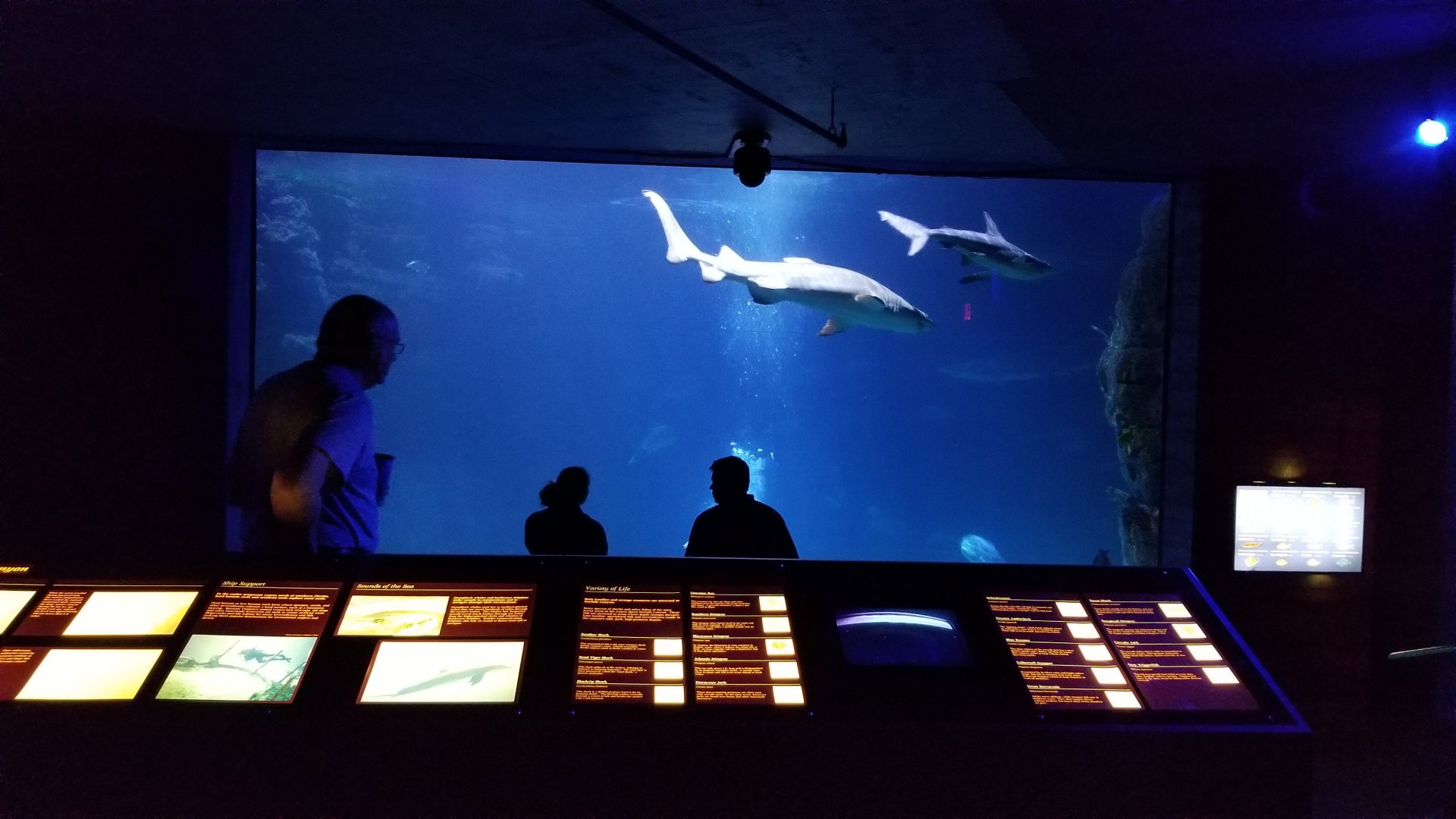 Shark tank, sandbar sharks