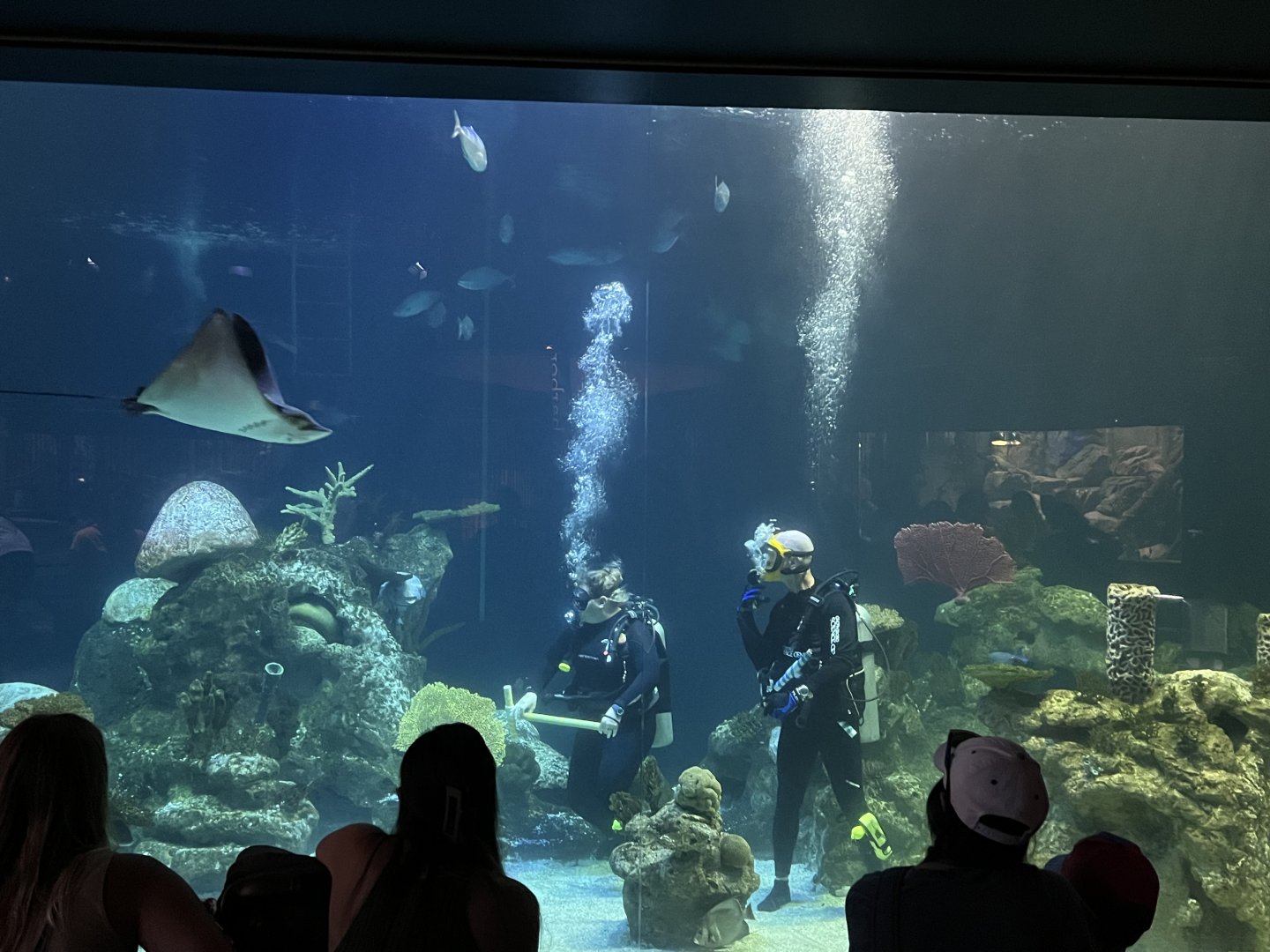 Shark Tank Scuba Demonstration