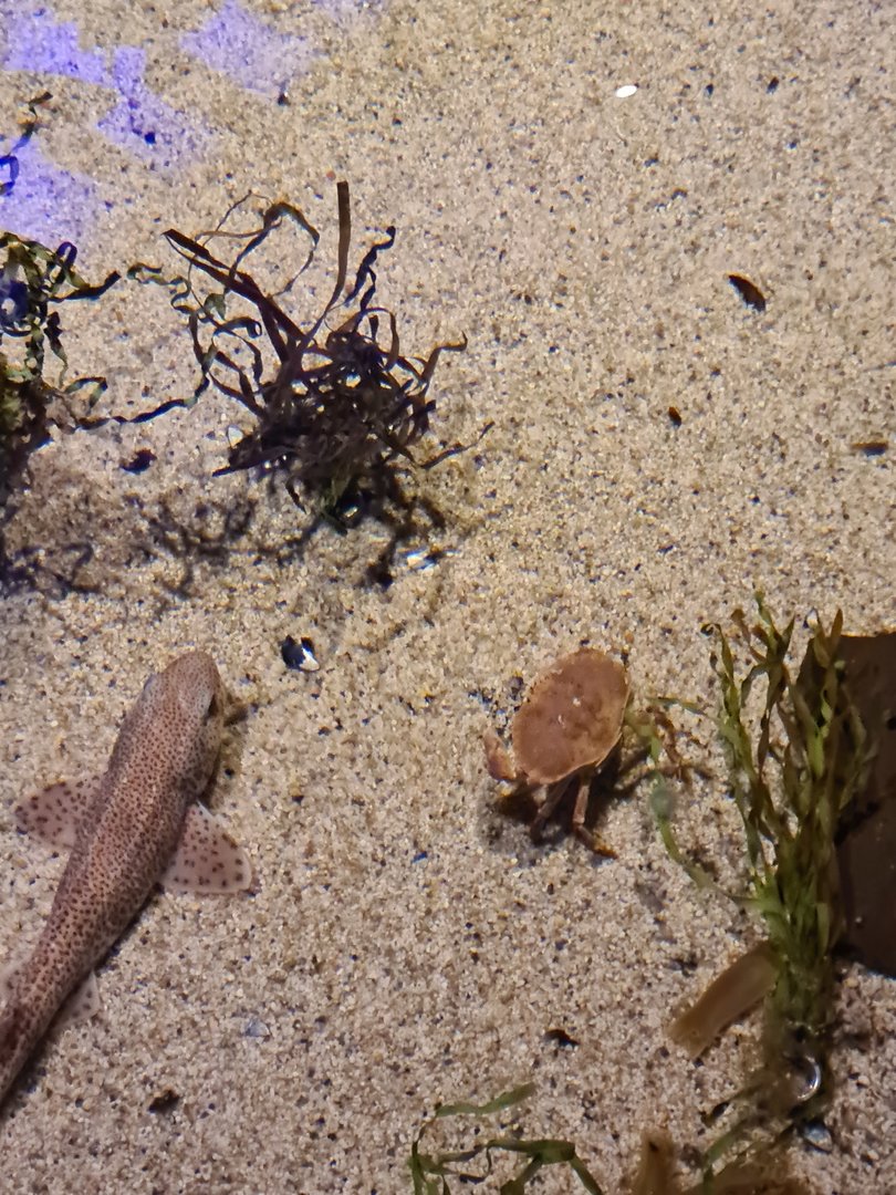 Shark tank - Small-spotted catshark and Edible crab