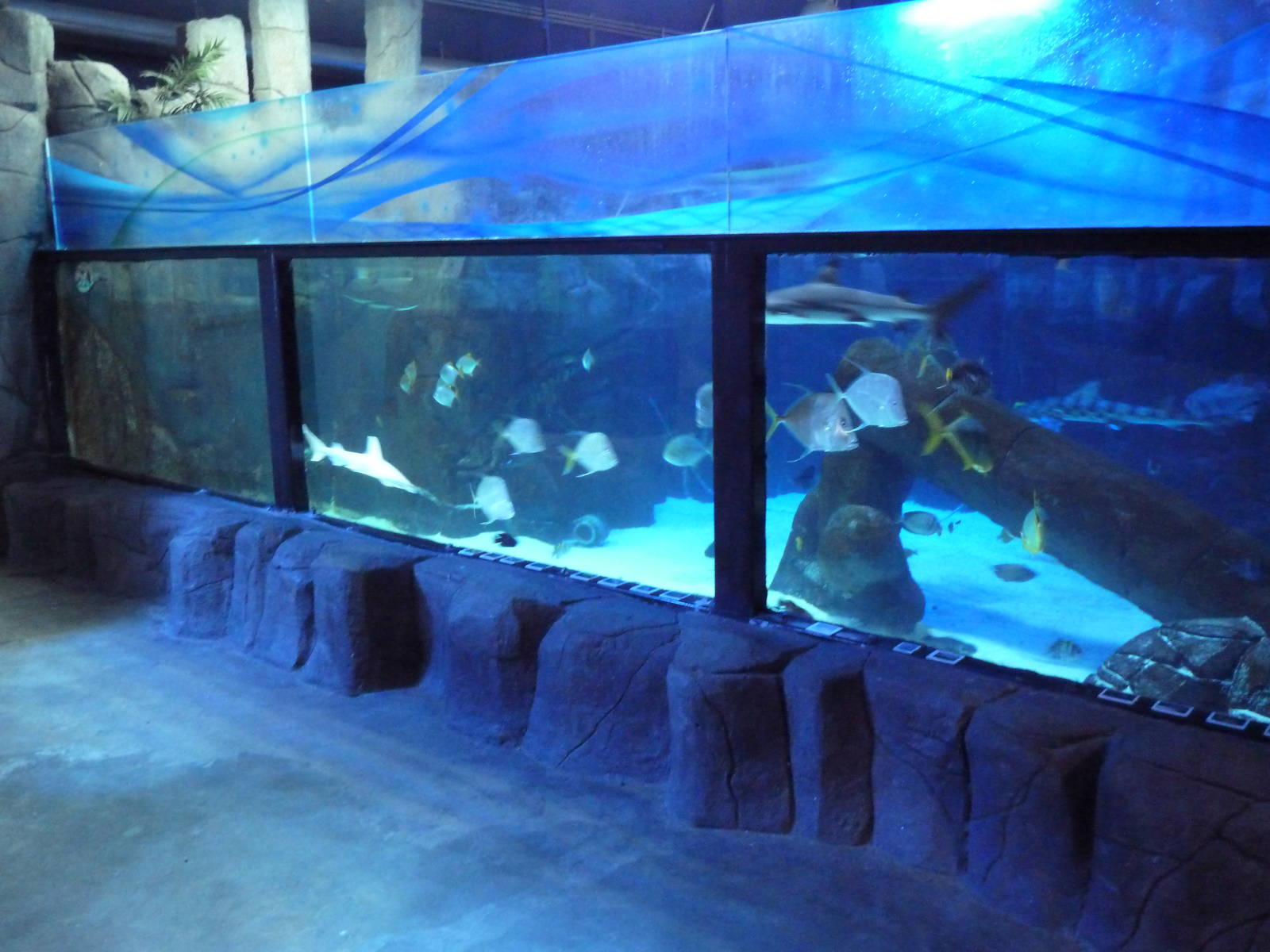 Shark Tank (species list below)