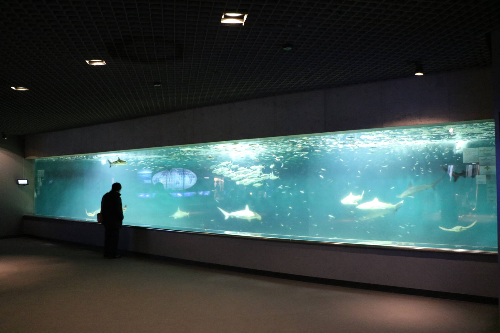 Shark tank - Tokyo Sea Life Park, February 2016