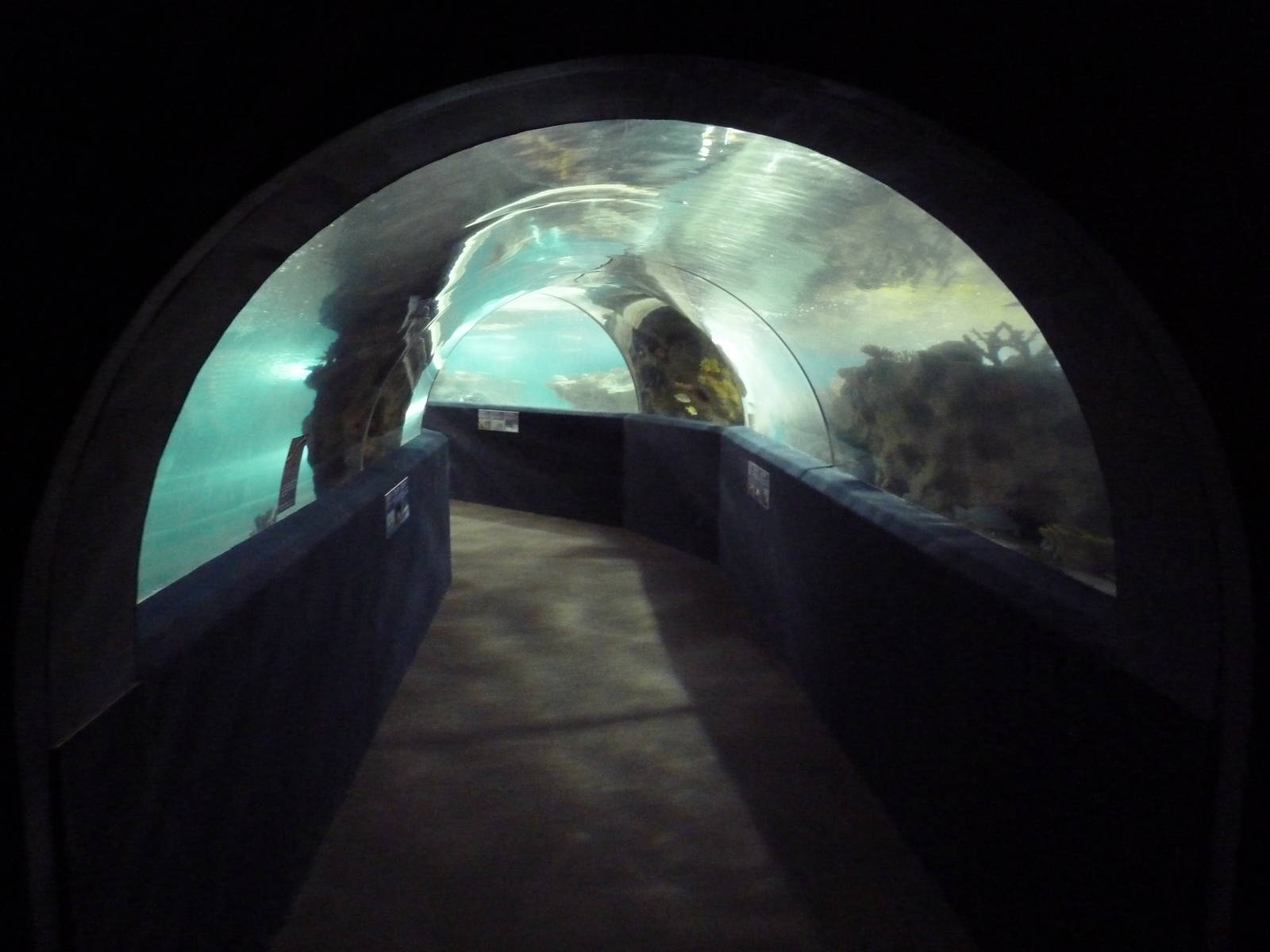 Shark Tank Tunnel (149 Feet Long)