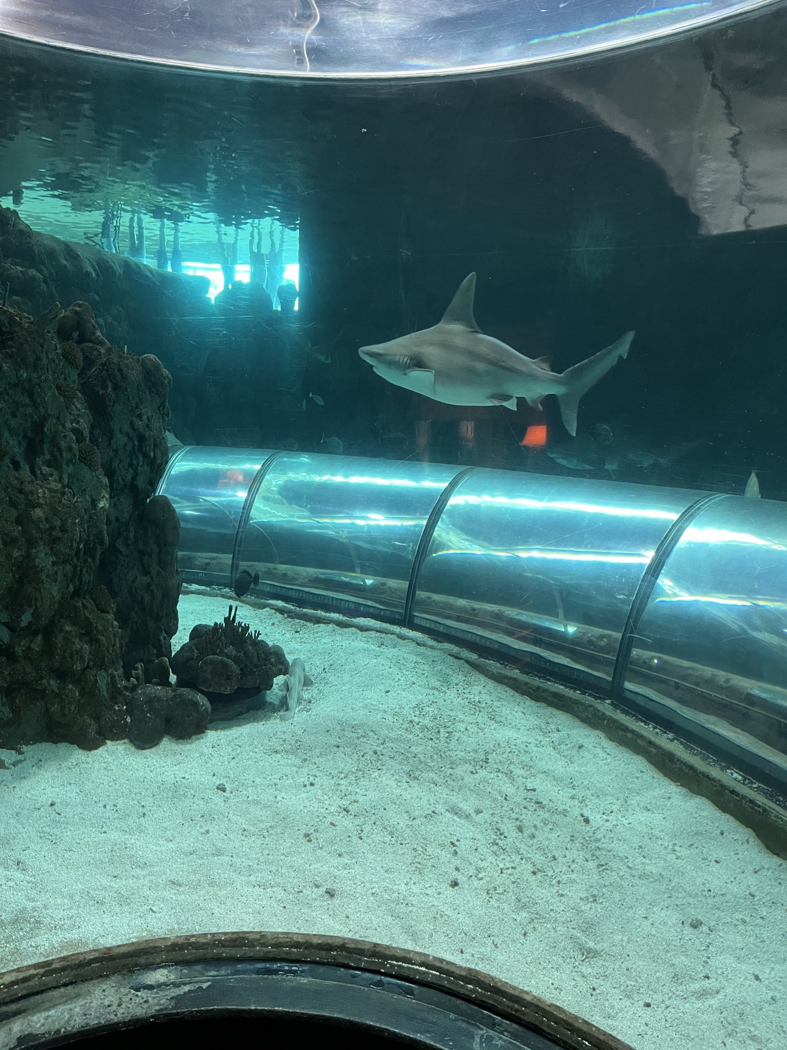 Shark Tank Tunnel