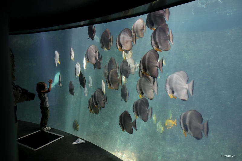 Shark Tank - underwater view with longfin batfish (Platax teira)