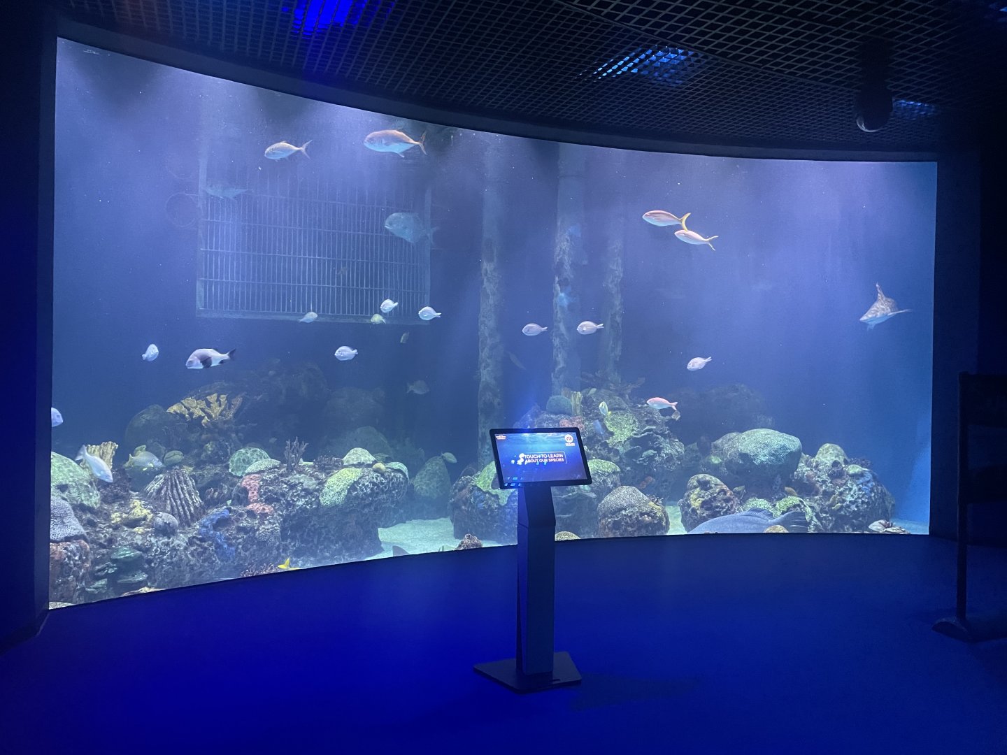 Shark Tank Underwater View